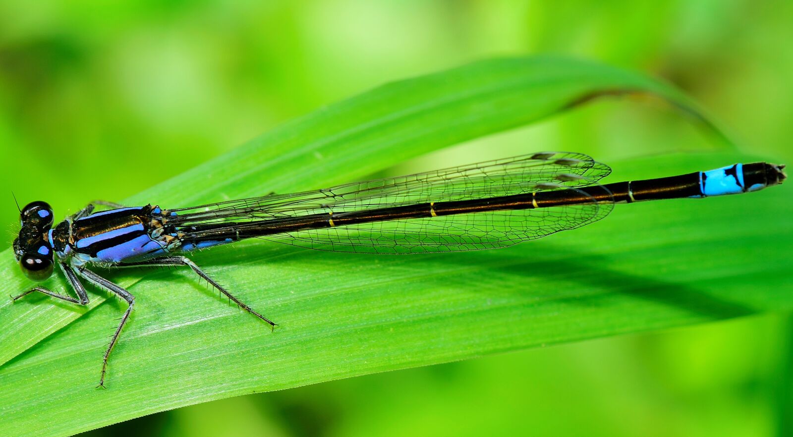 Nikon D5300 sample photo. Insect, dragonfly, wings photography