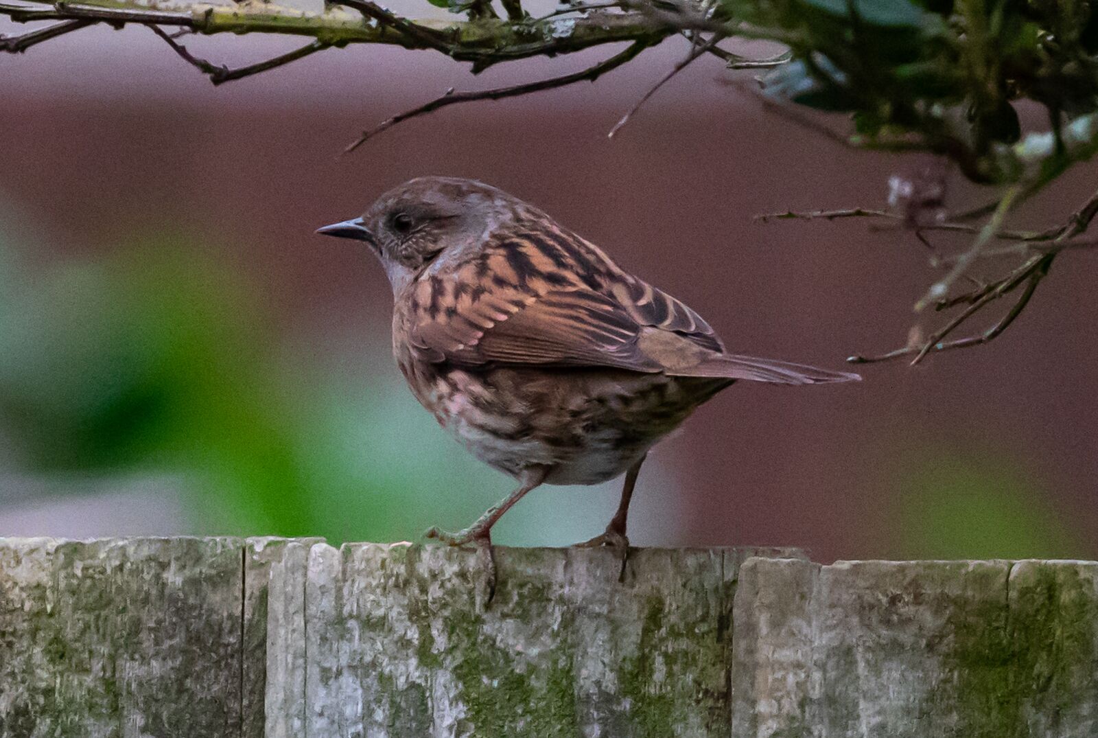 Canon EOS 7D Mark II sample photo. Dunnock on a fence photography