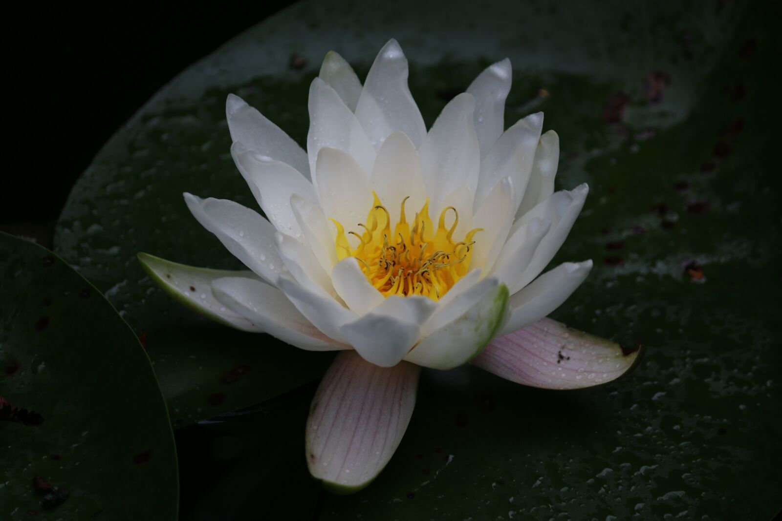 Canon EOS 70D sample photo. Water lily, aquatic, white photography