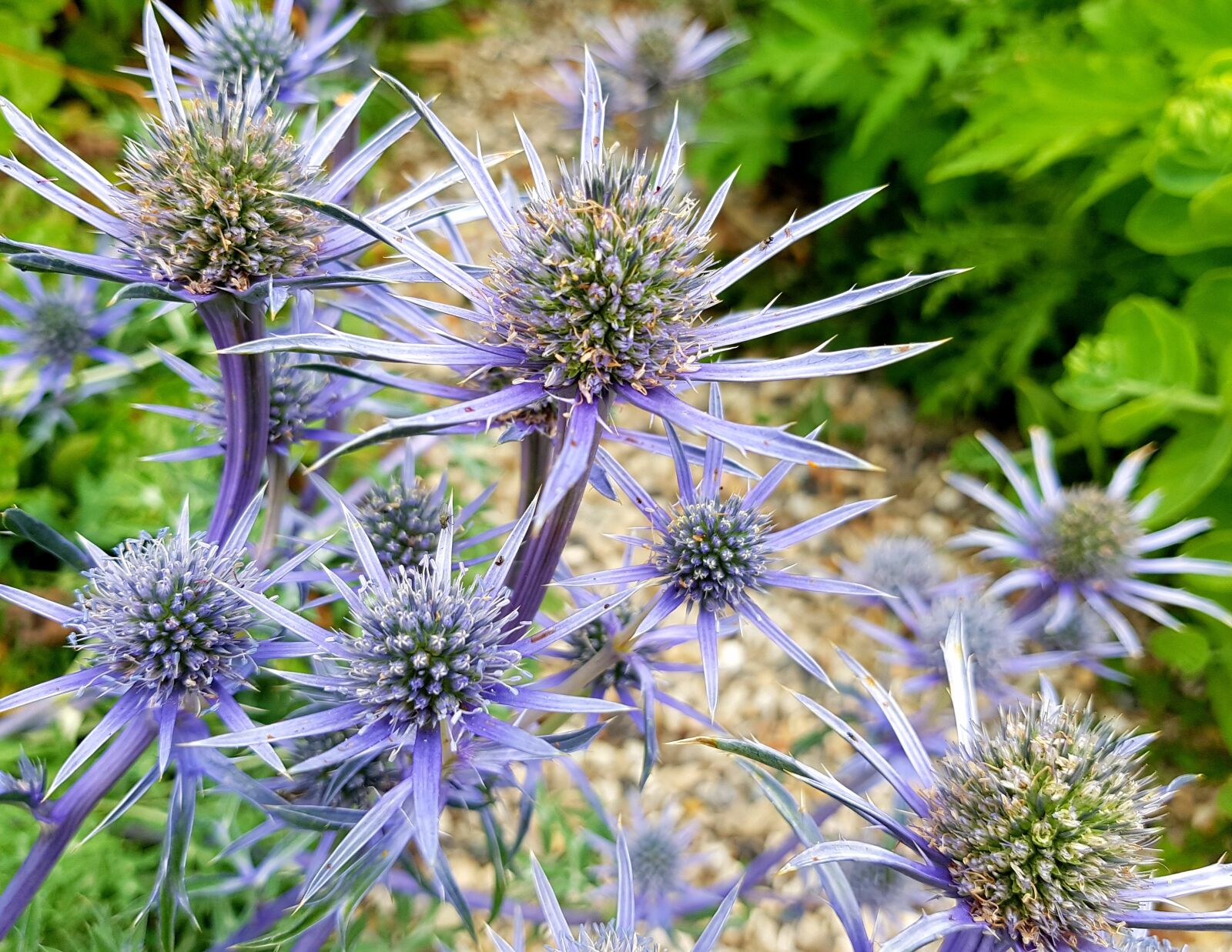 Samsung Galaxy S7 sample photo. Thistle, blaudistel, blossom photography