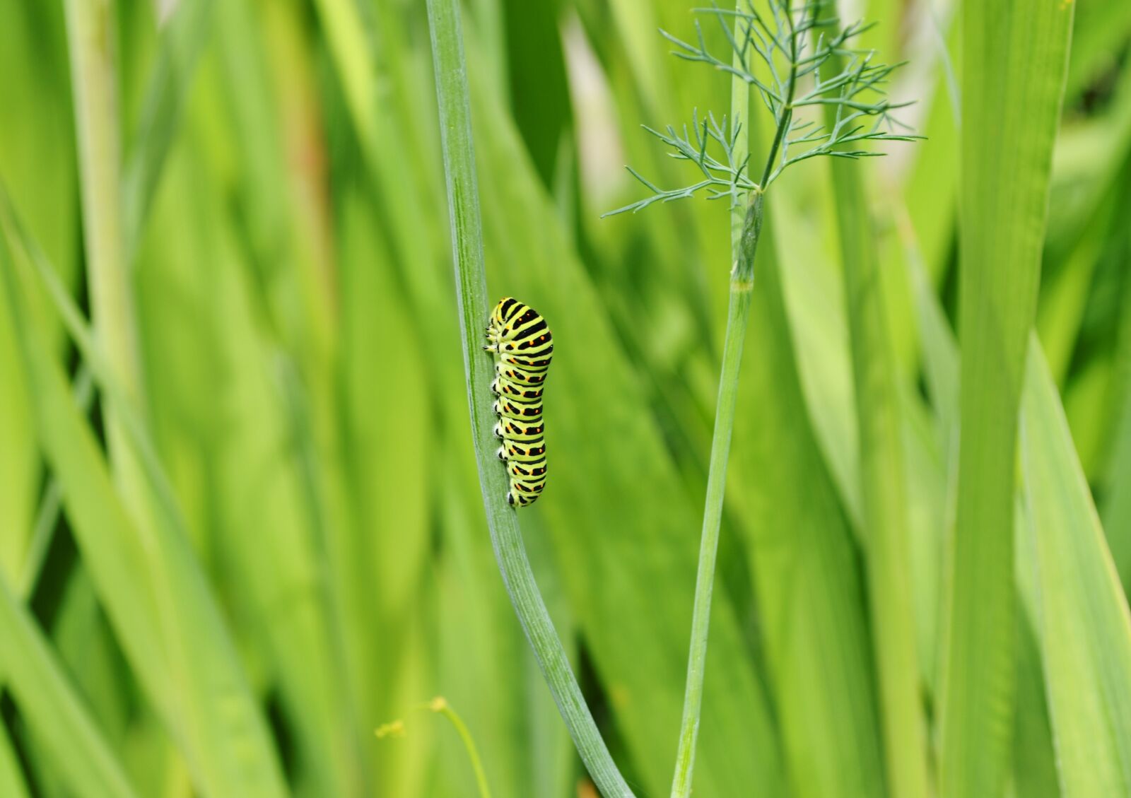 Nikon D5100 sample photo. Caterpillar, greens, insect photography