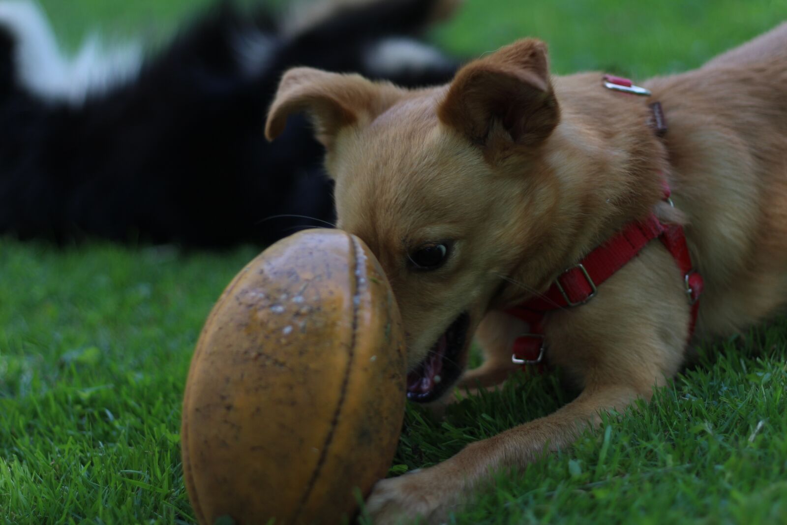 Canon EOS 100D (EOS Rebel SL1 / EOS Kiss X7) + Canon EF 50mm F1.8 II sample photo. Dog, ball, happyness photography