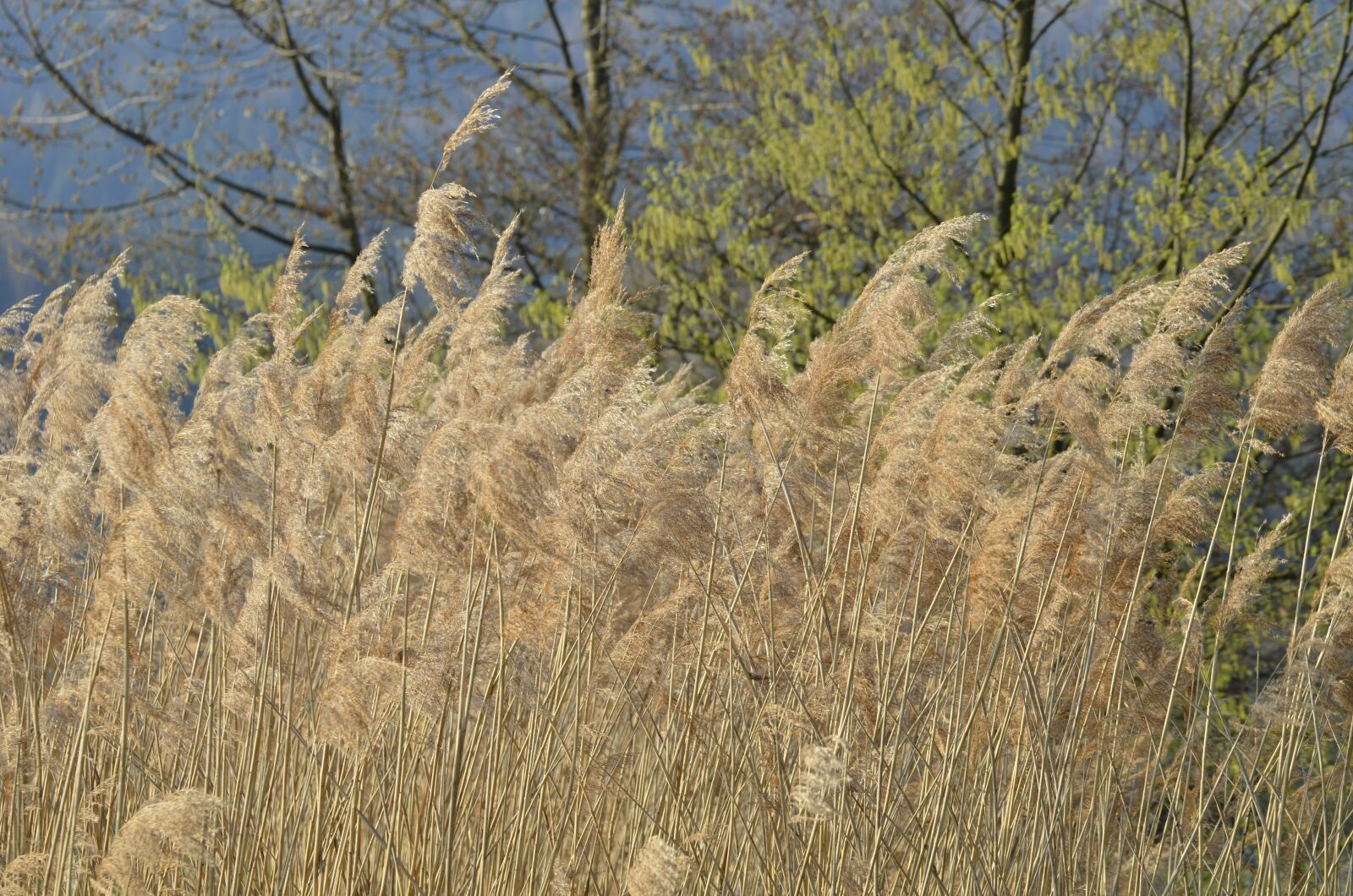 Nikon D5100 sample photo. Reed, nature, backlighting photography