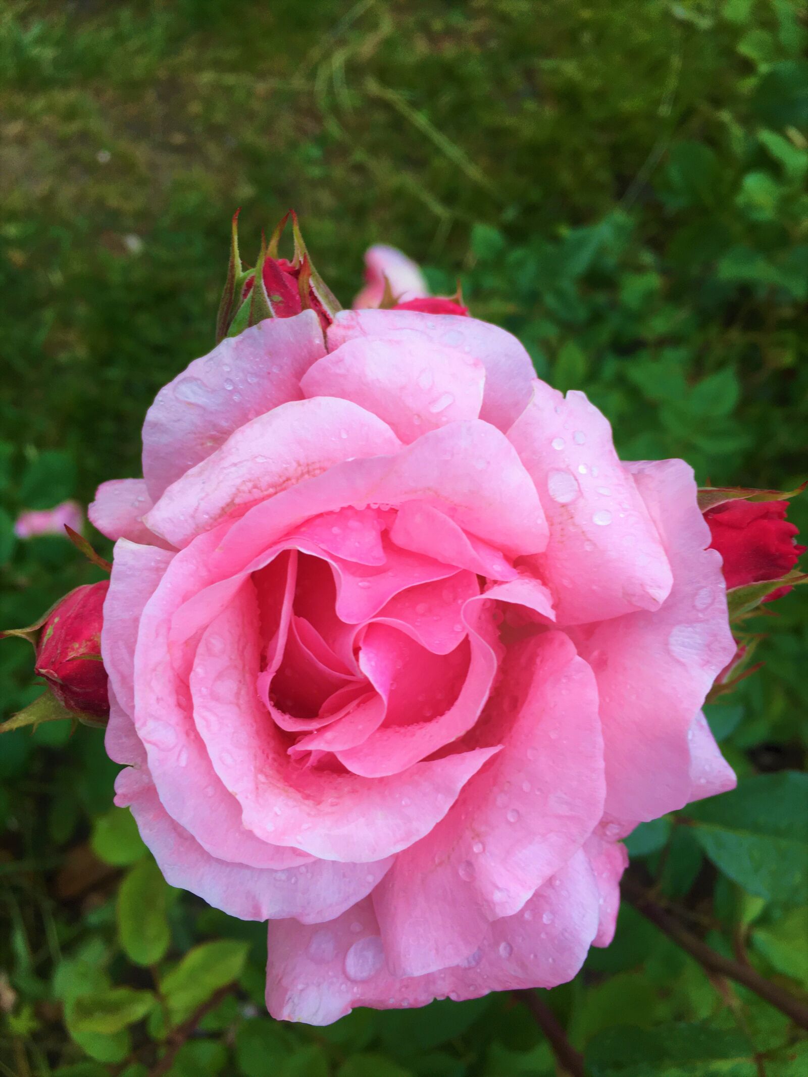 Apple iPhone 6s sample photo. Rose, spring, pink photography