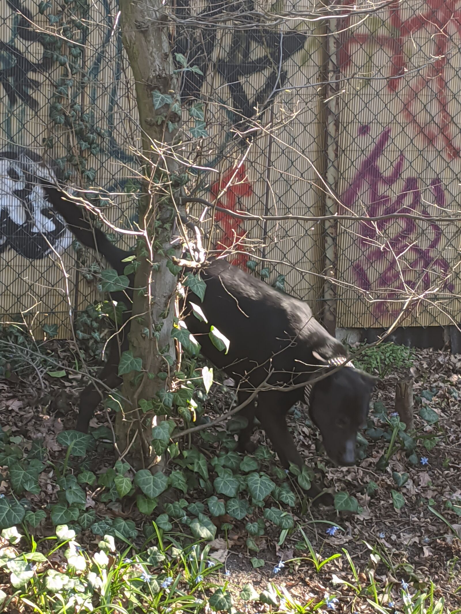 Xiaomi MI 9 sample photo. Dog, nature, animal photography