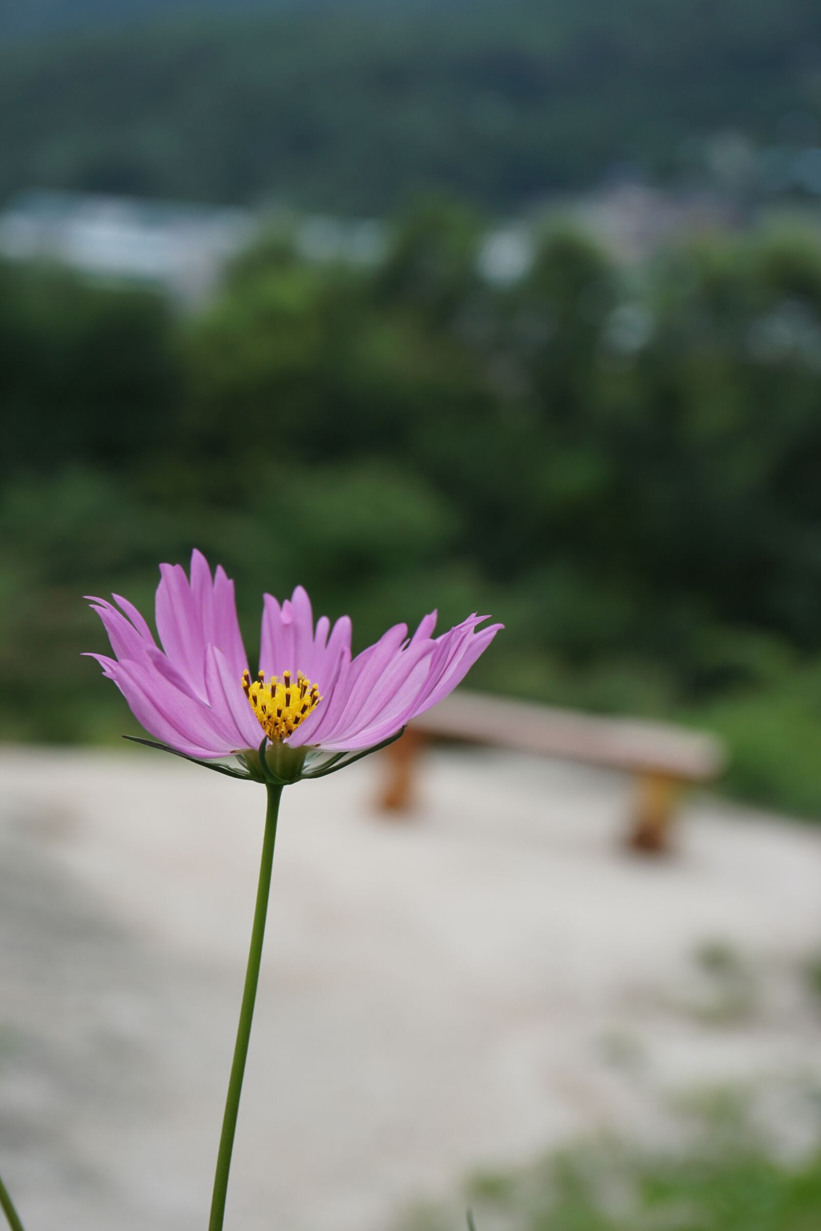 Sony a6000 sample photo. Cosmos, flowers, autumn photography