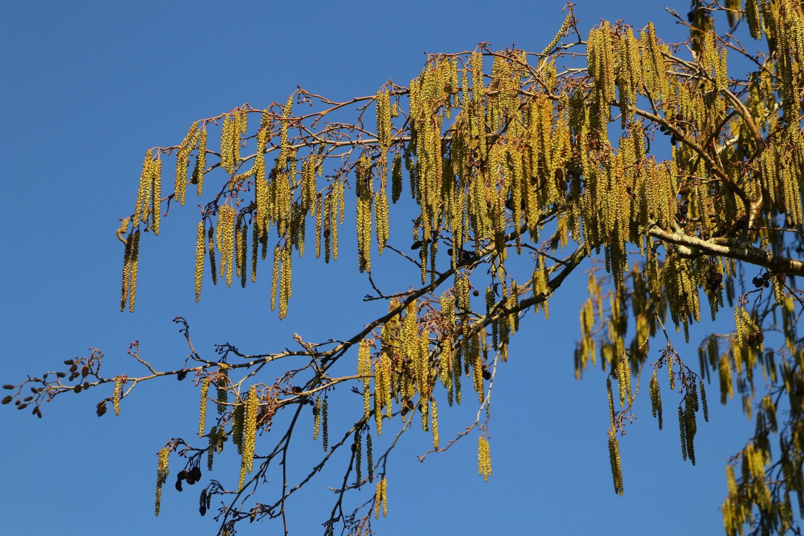 Canon EOS M5 sample photo. Hazel flowers, hazelnut, flowers photography