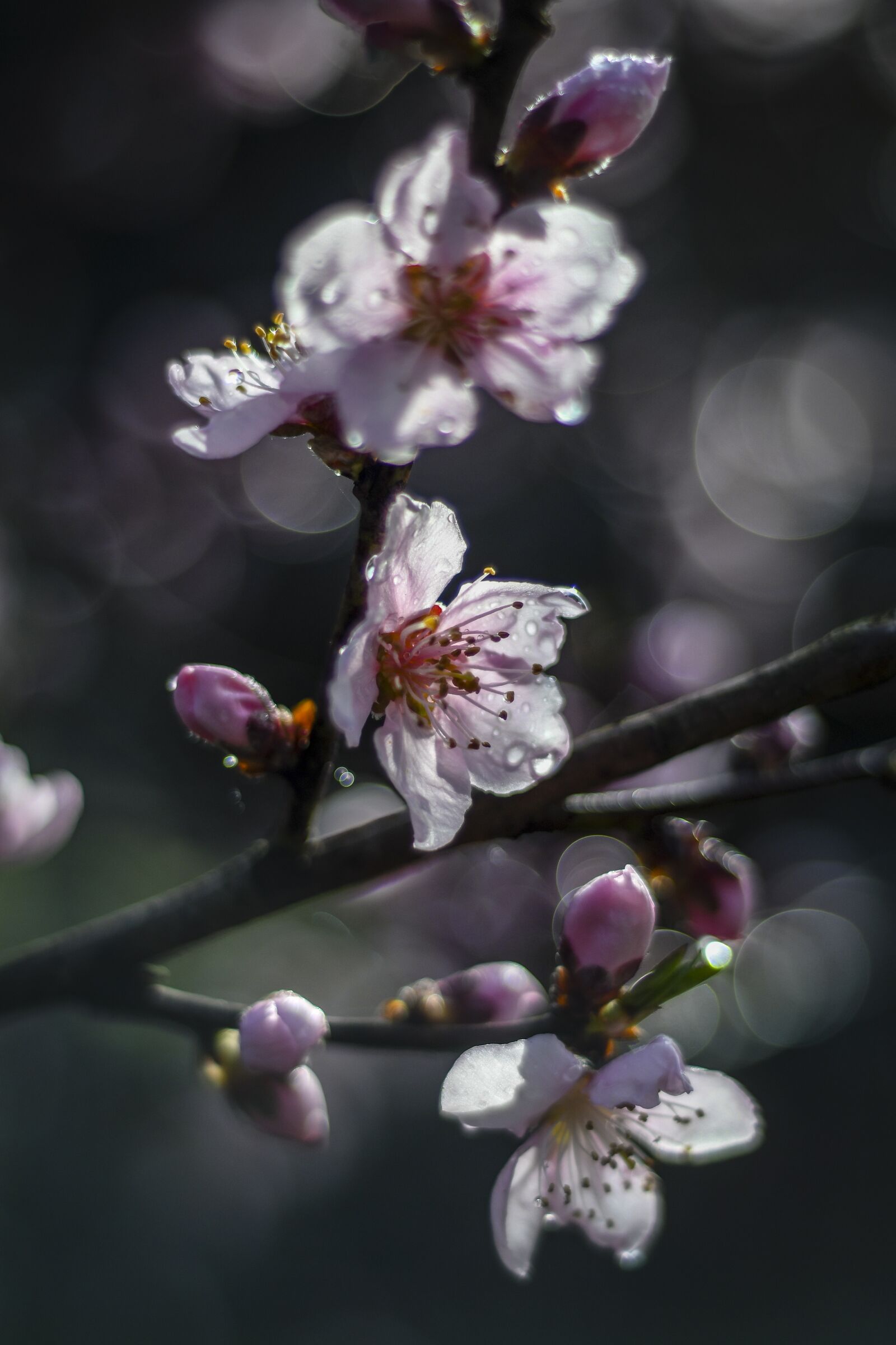 Nikon D500 sample photo. Spring, blossom, tree photography