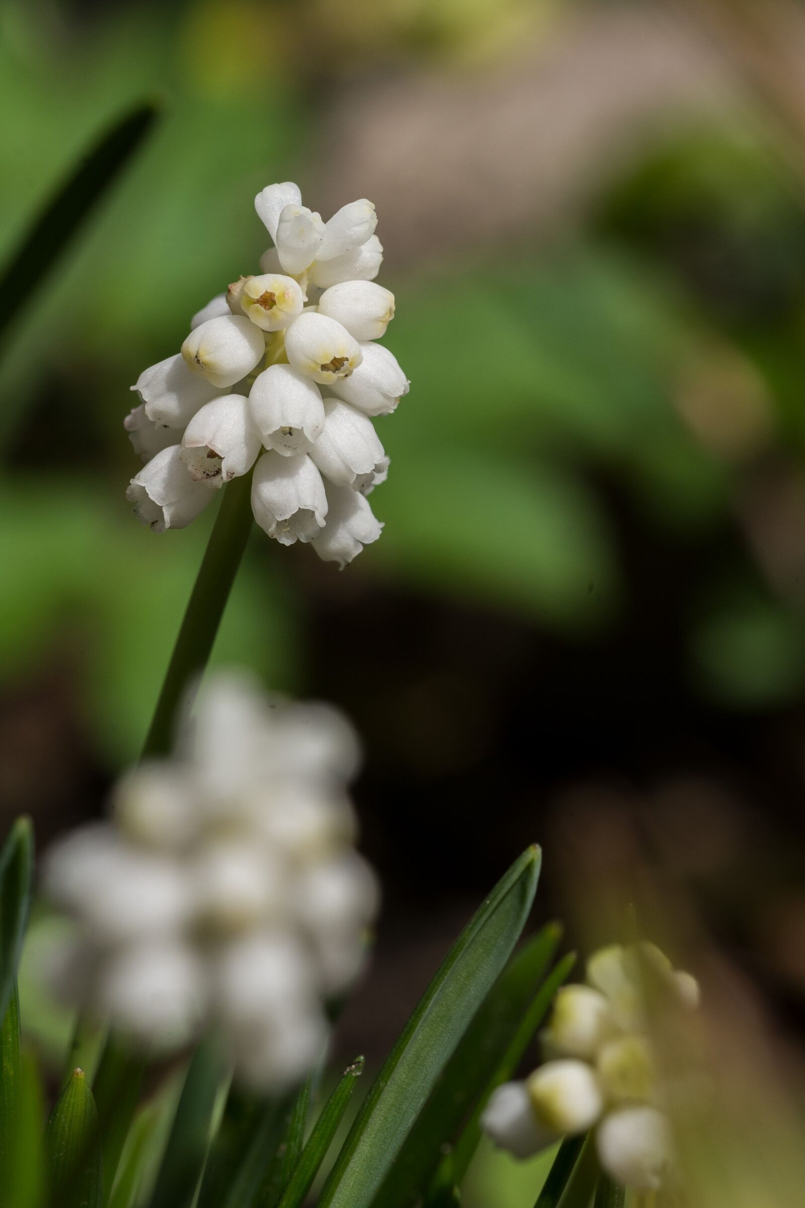 Nikon D7200 sample photo. Flower, nature, plant photography