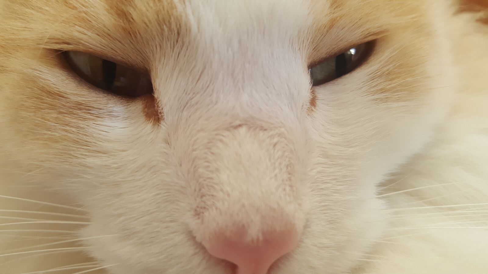 Samsung GALAXY S6 edge sample photo. Cat, close cat, eyes photography
