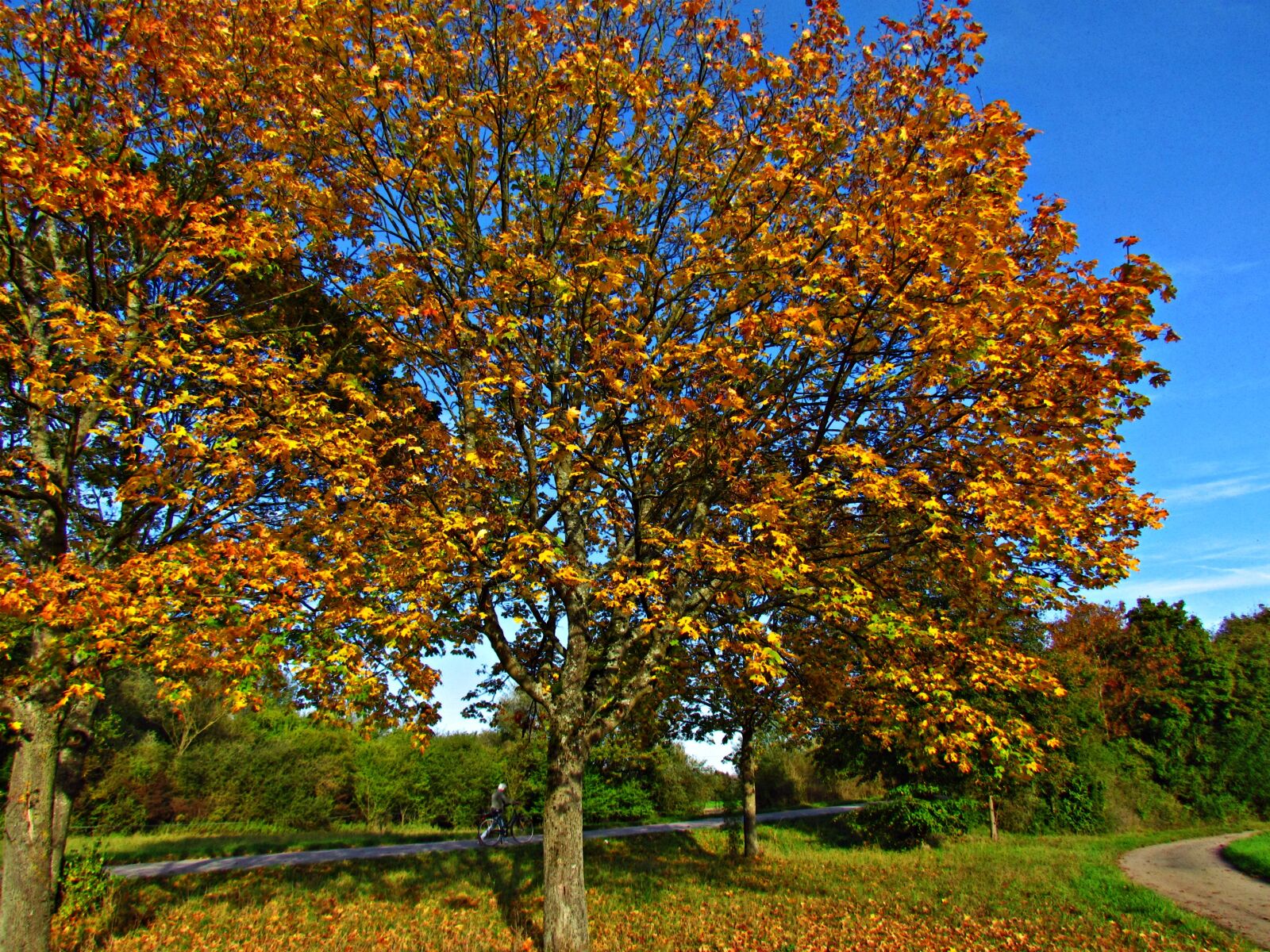 Canon PowerShot SX30 IS sample photo. Landscape, autumn, autumn gold photography