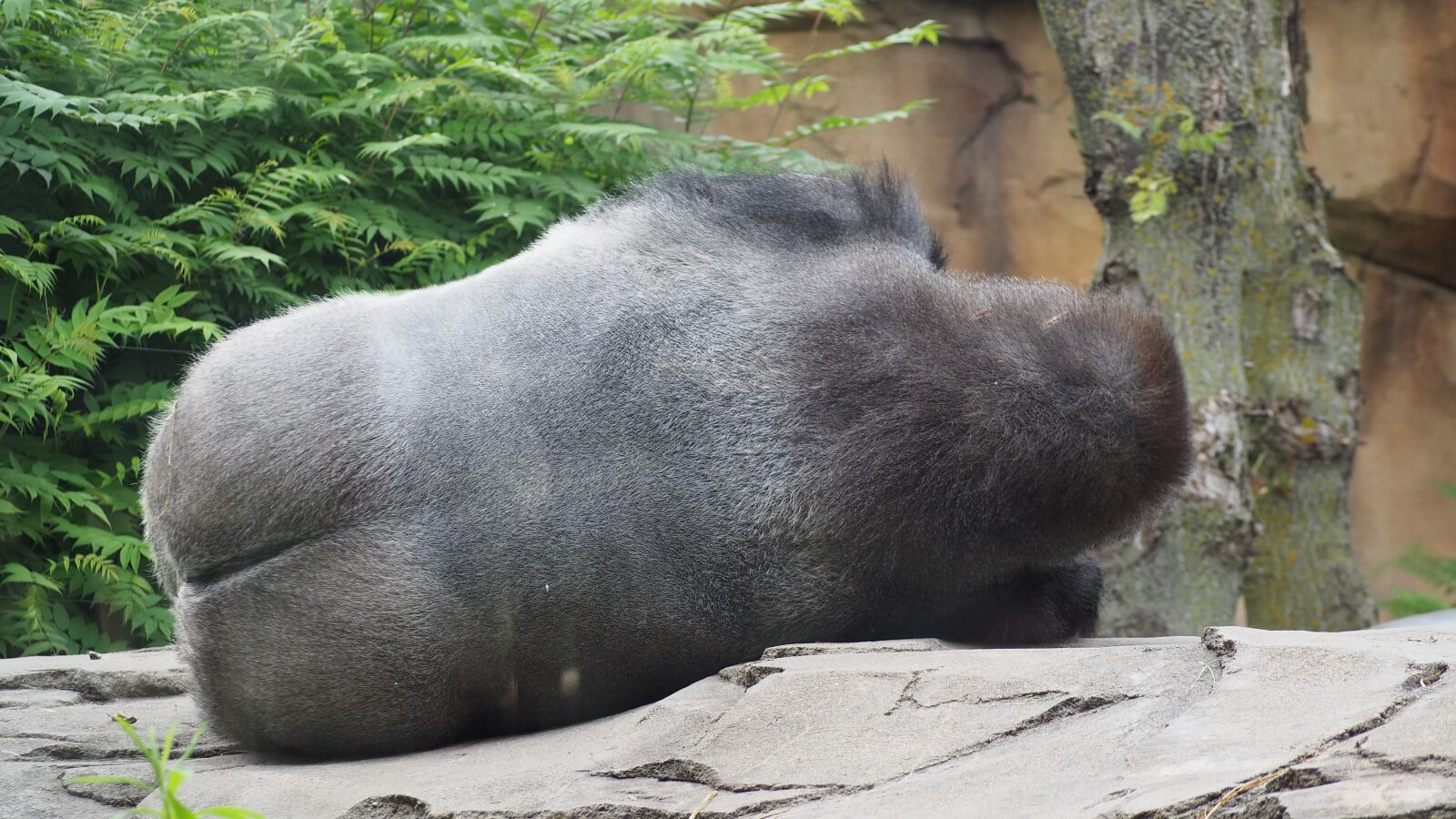 Olympus OM-D E-M10 II sample photo. Gorilla, sleeping gorilla, sleeping photography