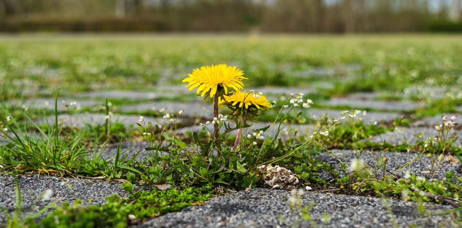 Nikon D3300 sample photo. Dandelion, lonely, parking photography