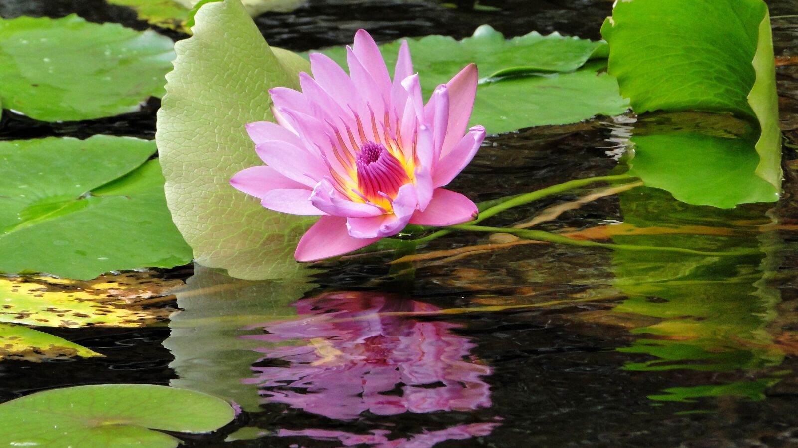 Sony Cyber-shot DSC-HX1 sample photo. Flower, lotus, summer photography