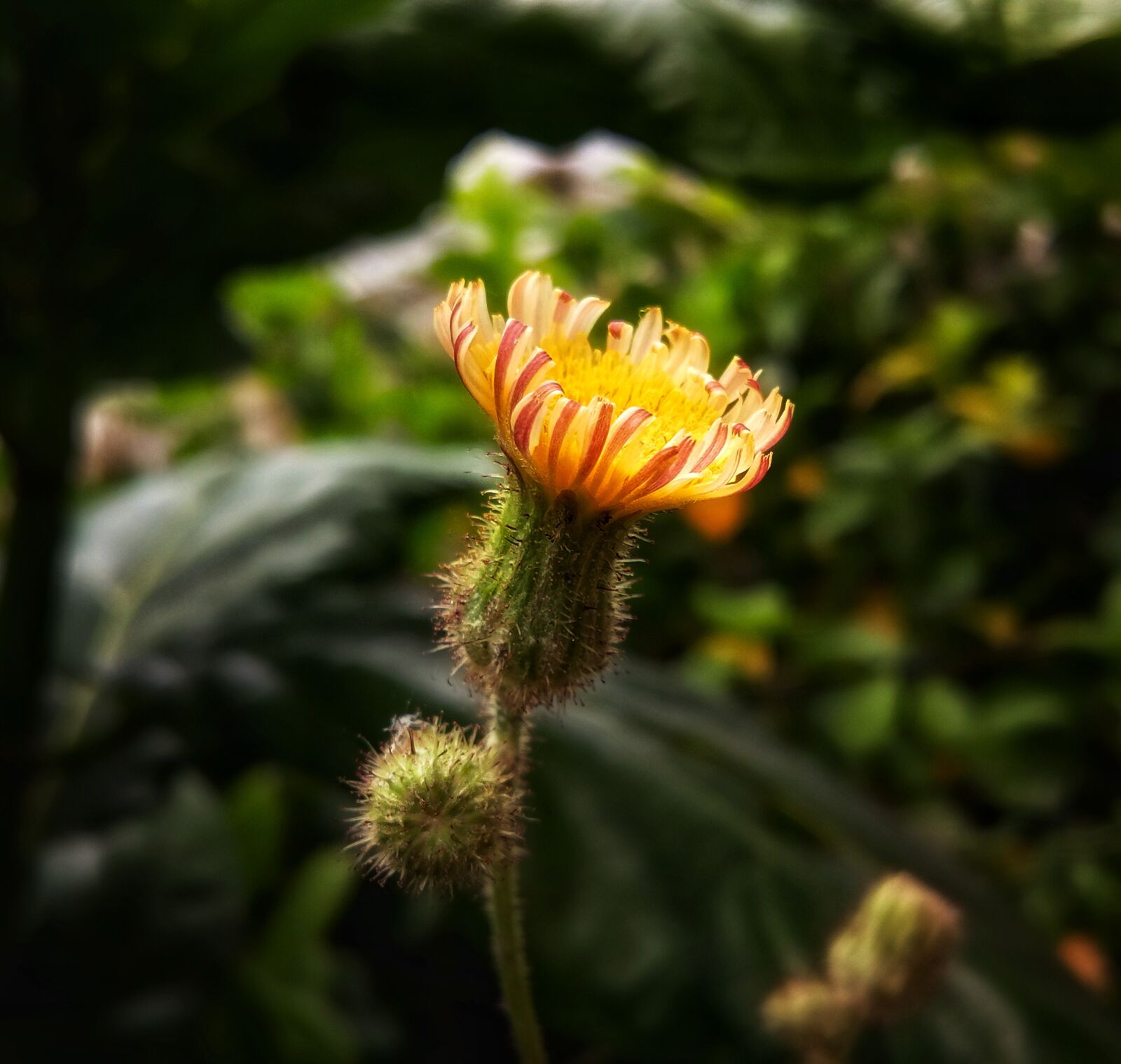 vivo 1609 sample photo. Dandelion, flower, garden photography