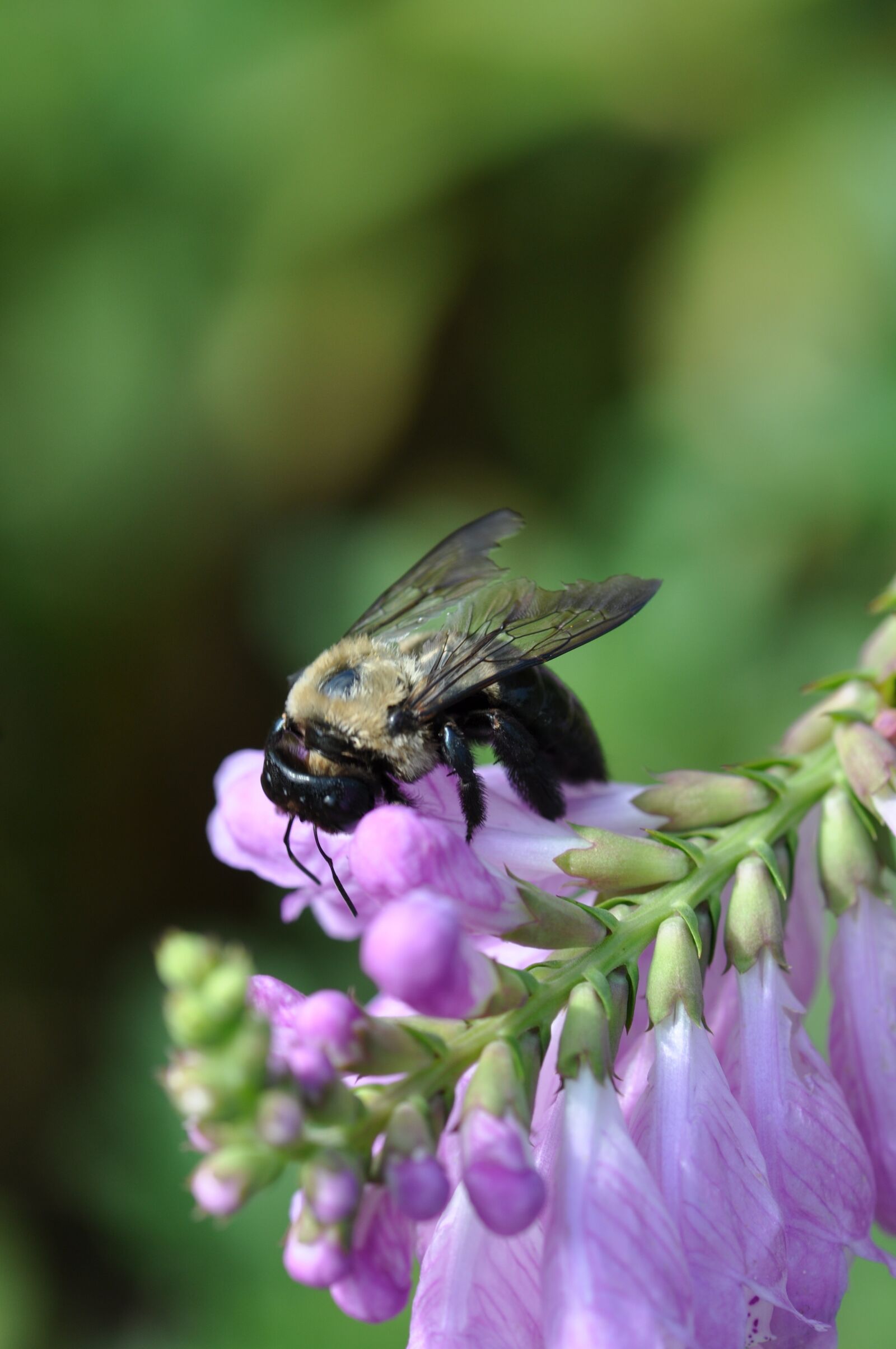 Nikon D90 sample photo. Violet, bee, flower photography