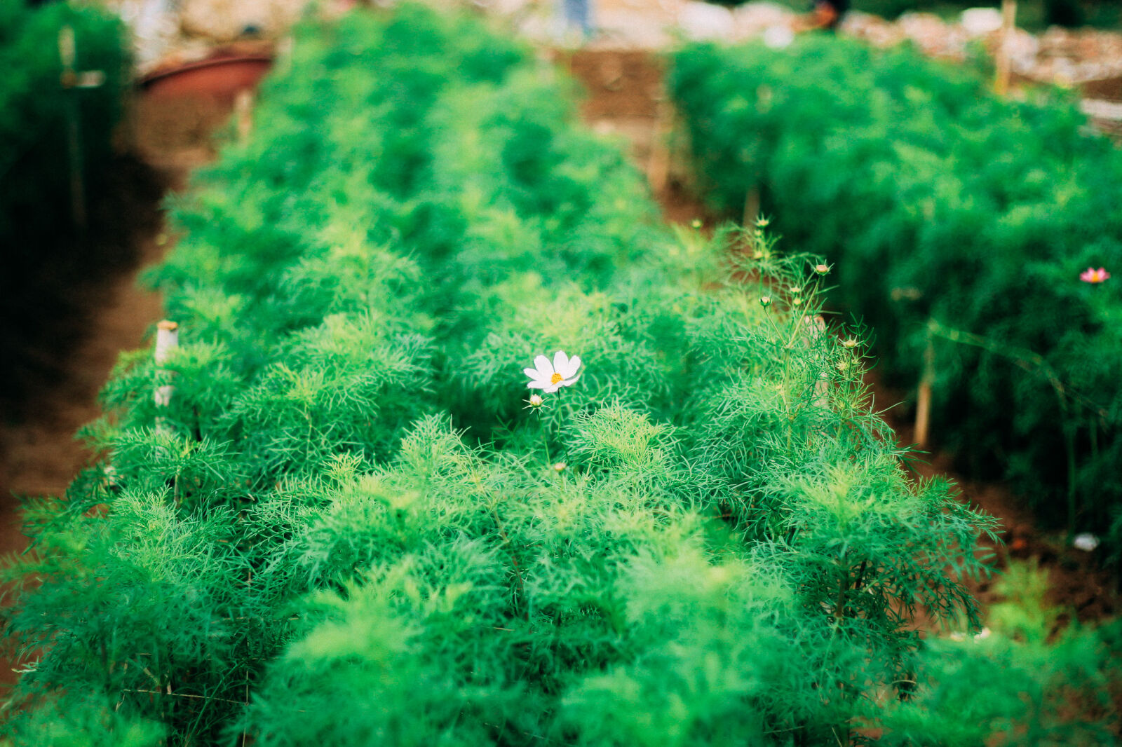 Canon EF 50mm F1.8 II sample photo. Beautiful, flowers, evergreen, green photography