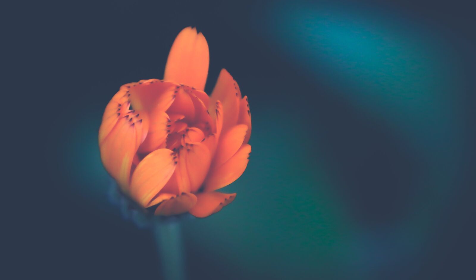Canon EOS 70D sample photo. Romantic, flower, œillet photography