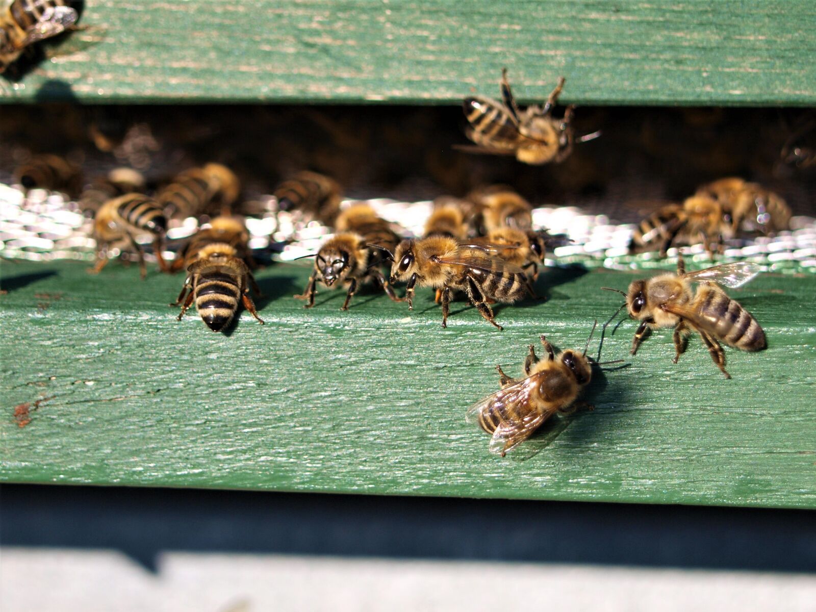 Olympus E-420 (EVOLT E-420) sample photo. Honey bee, bee, insect photography