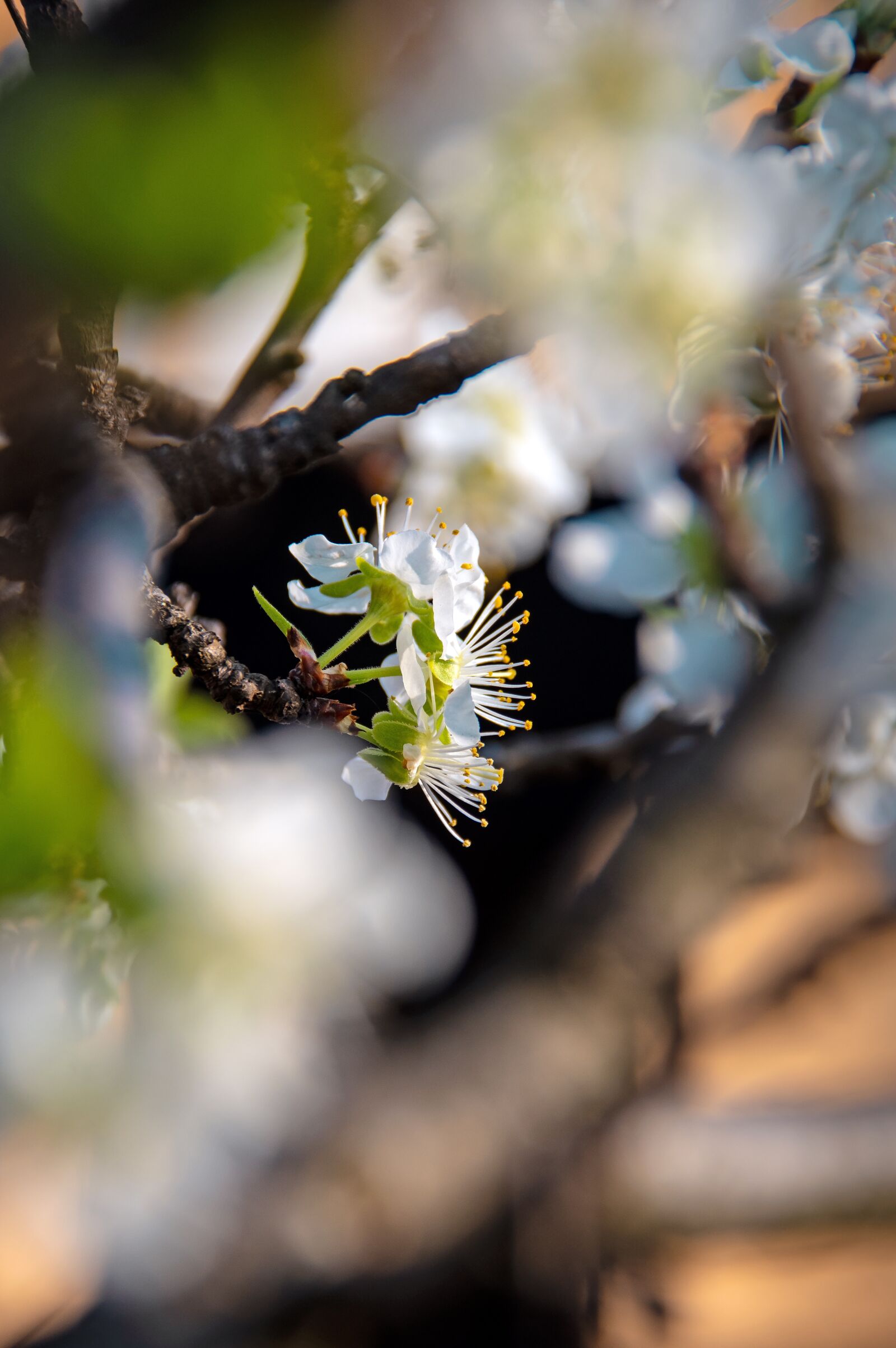 Nikon D3200 sample photo. Spring flowers, bloom, spring photography