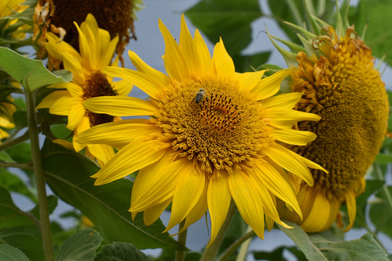 Nikon D3500 sample photo. Nature, flower, garden photography