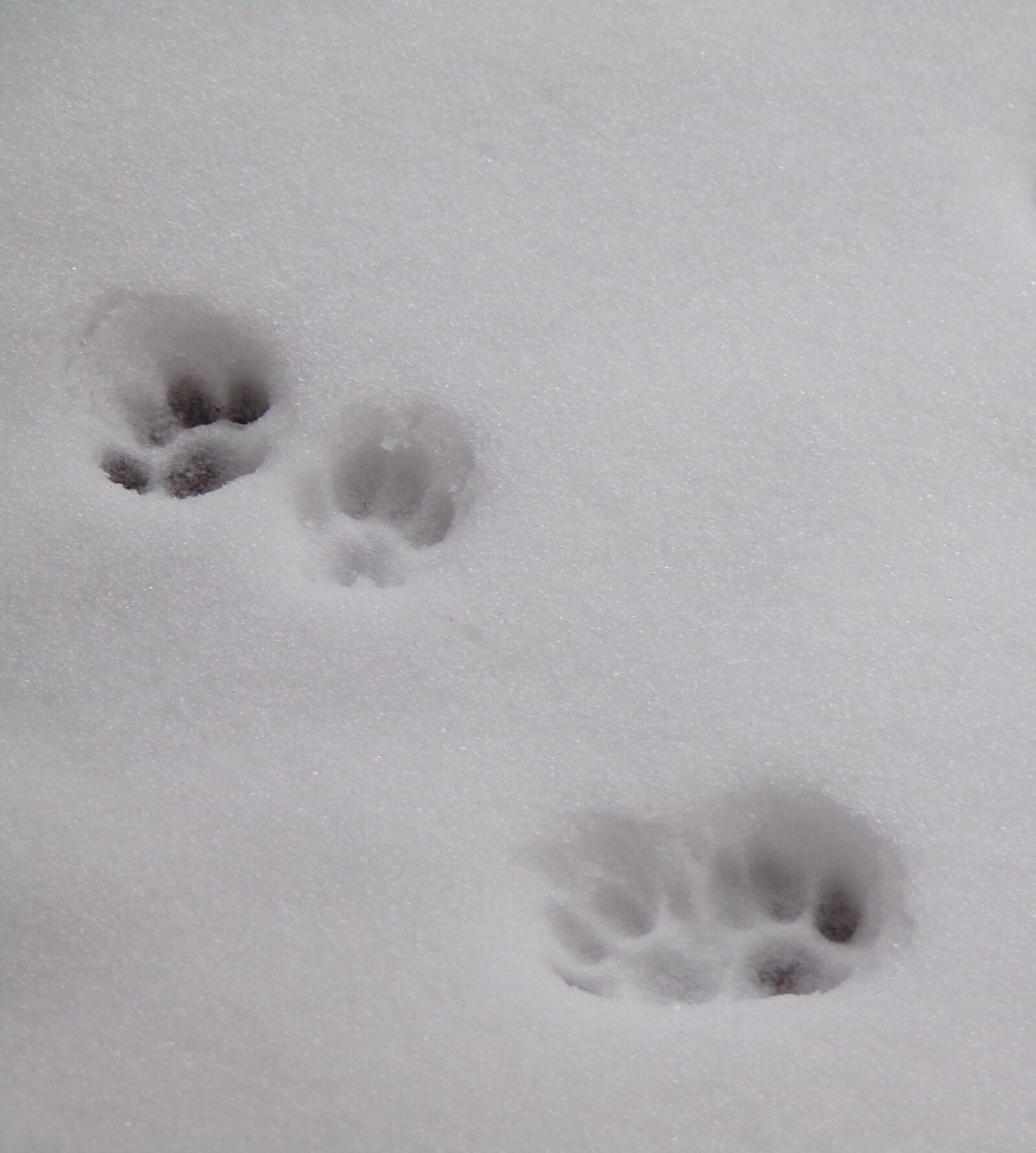 JK KODAK PIXPRO AZ422 sample photo. Snow, winter, cat photography