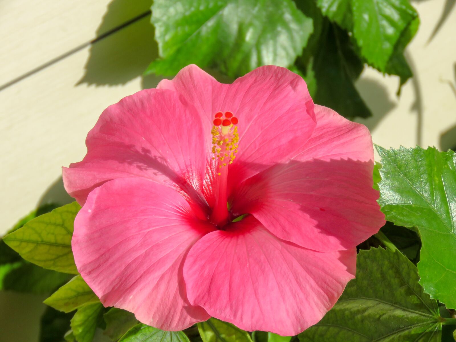 Canon PowerShot SX60 HS sample photo. Hibiscus, nature, flora photography