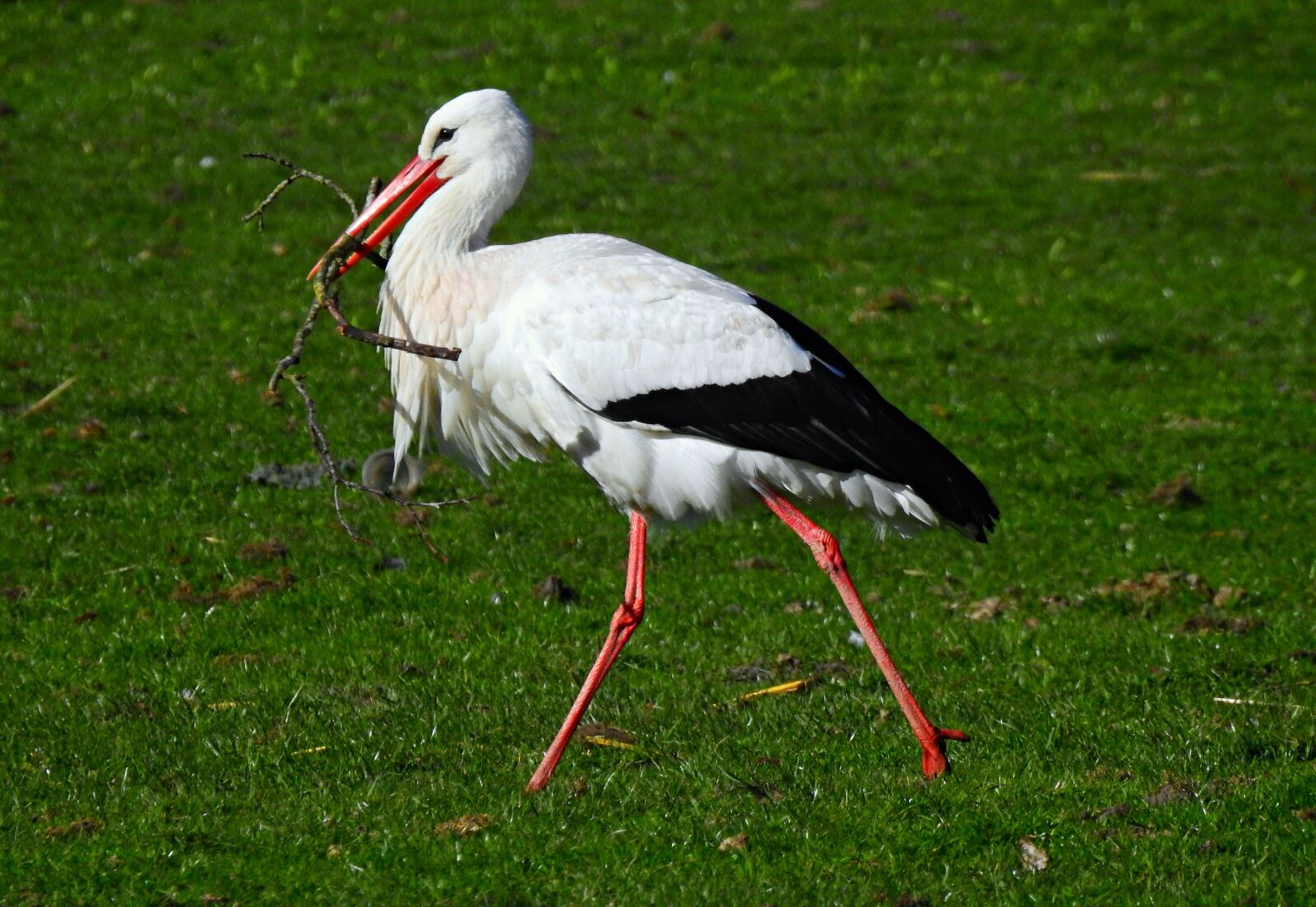 Nikon Coolpix P900 sample photo. Stork, wading bird, ciconia photography