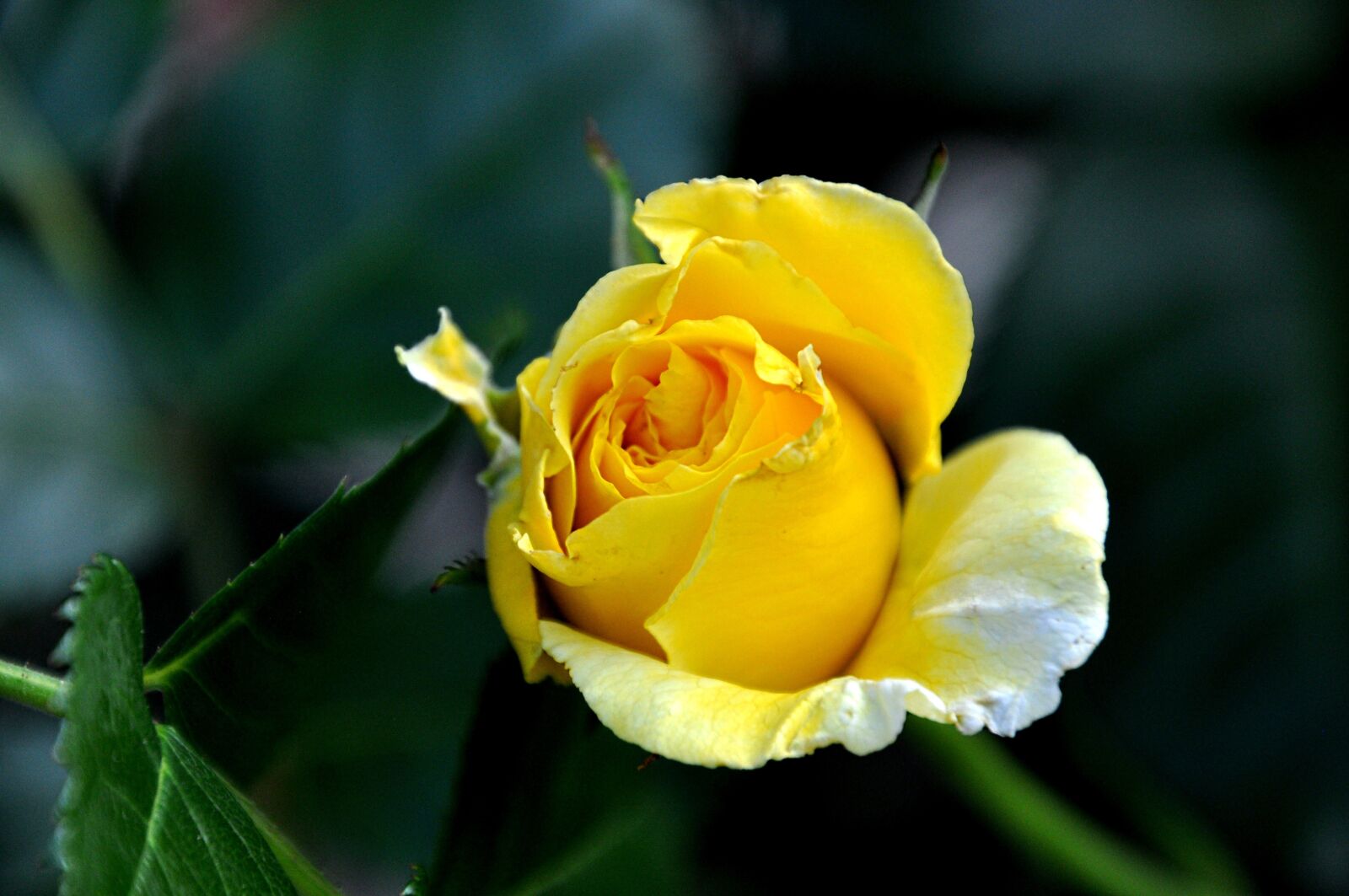 Nikon D5000 sample photo. Rose, yellow, macro photography