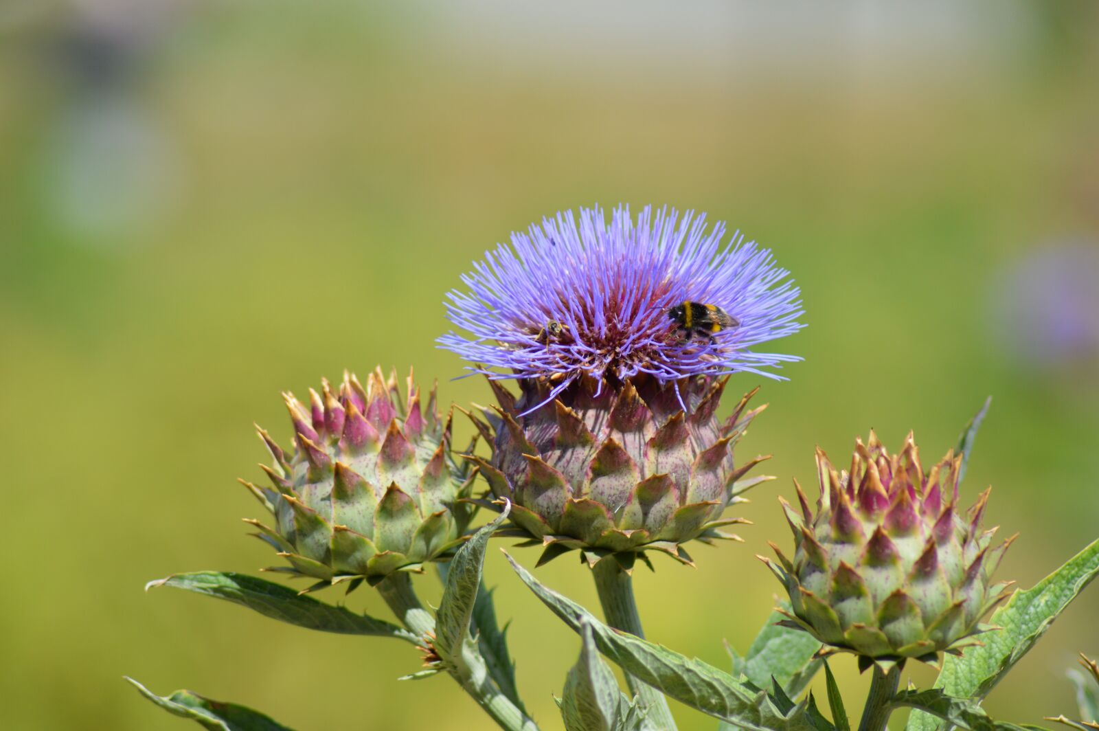 Nikon D3200 sample photo. Nature, vegetable, flower photography