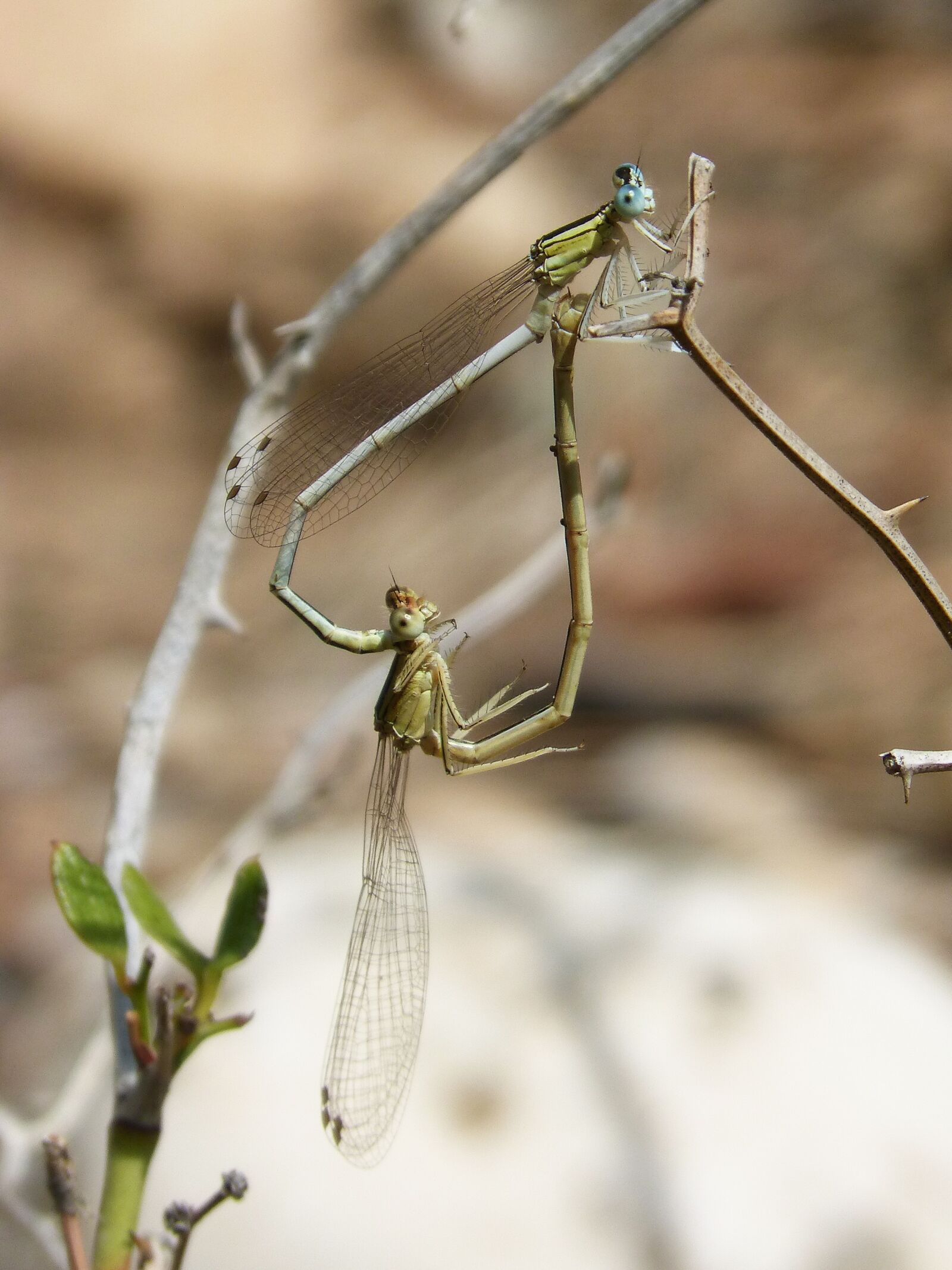 Panasonic DMC-FZ62 sample photo. Dragonfly, couple, copulation photography