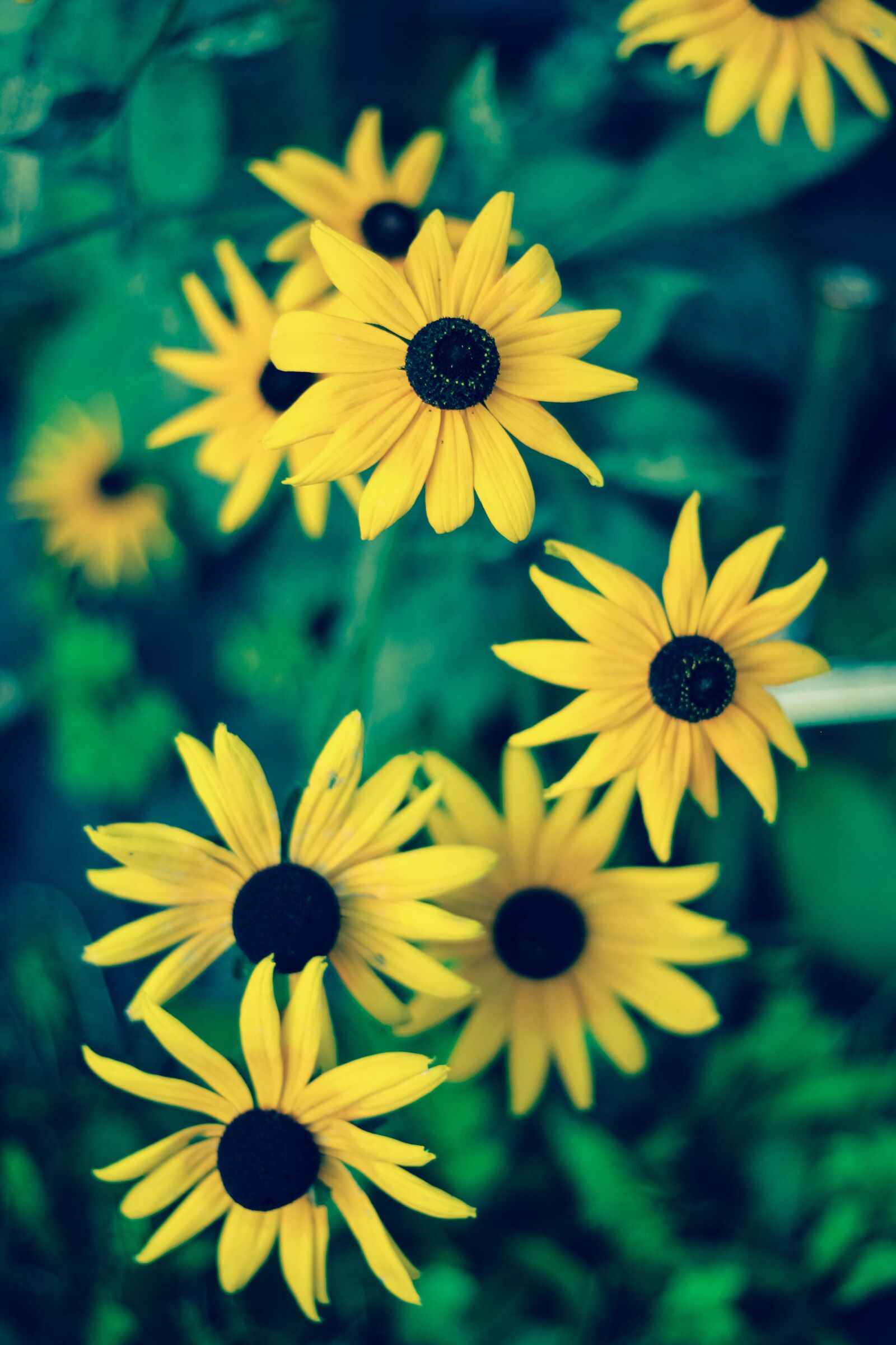 Canon EOS 700D (EOS Rebel T5i / EOS Kiss X7i) + Canon EF 50mm F1.8 STM sample photo. Flower, summer, no one photography