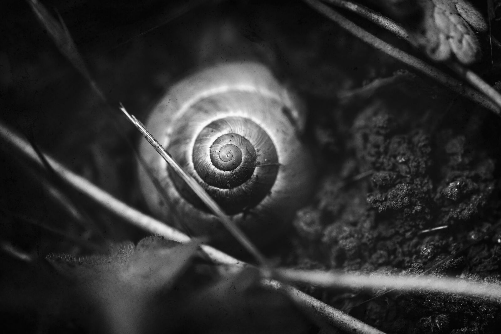 Nikon D750 sample photo. Snail shell, black and photography