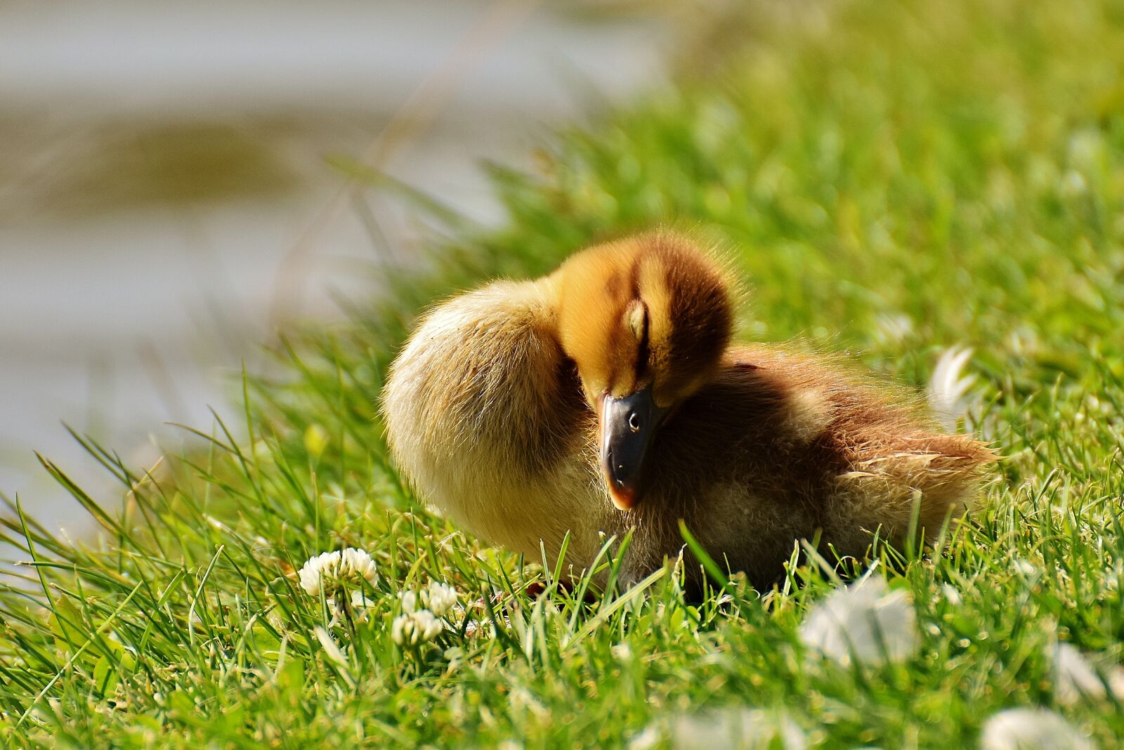 Nikon D7200 sample photo. Chicks, ducklings, sleep photography