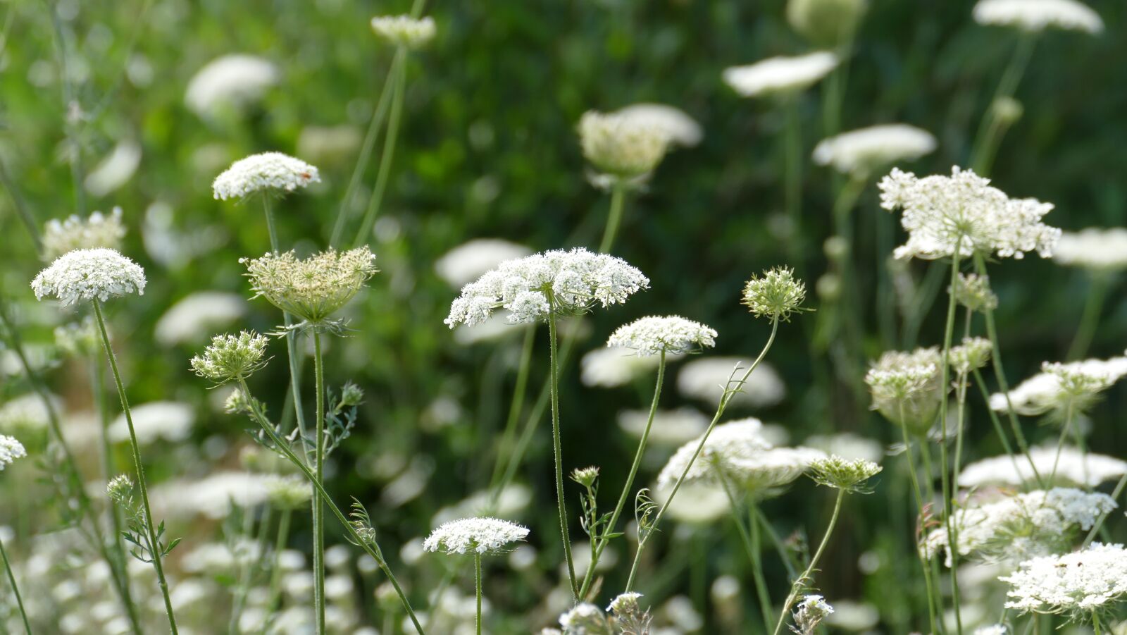 Leica V-Lux (Typ 114) sample photo. Meadow, blossom, bloom photography