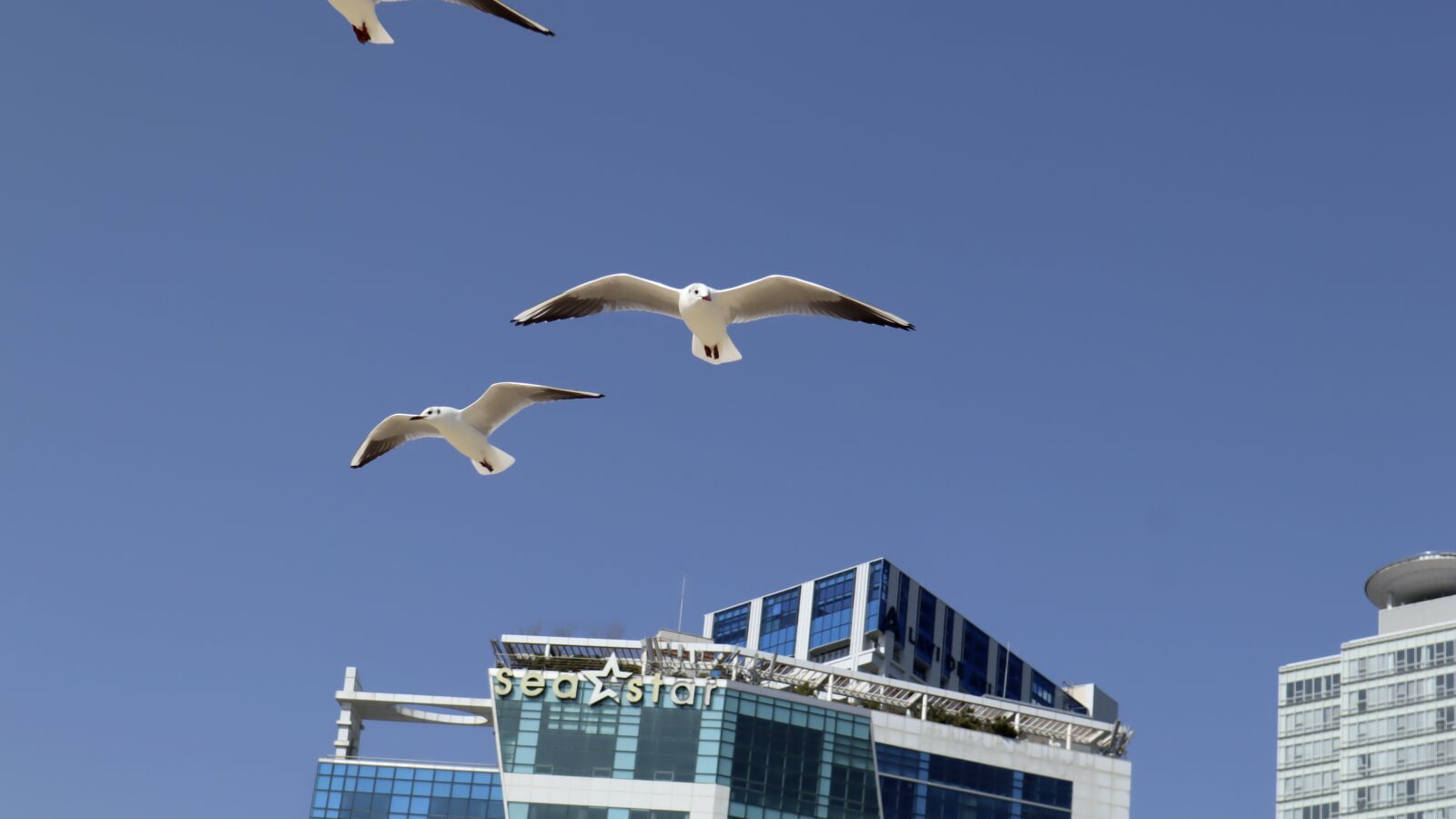 Canon EOS M50 (EOS Kiss M) sample photo. Seagulls, close up, birds photography