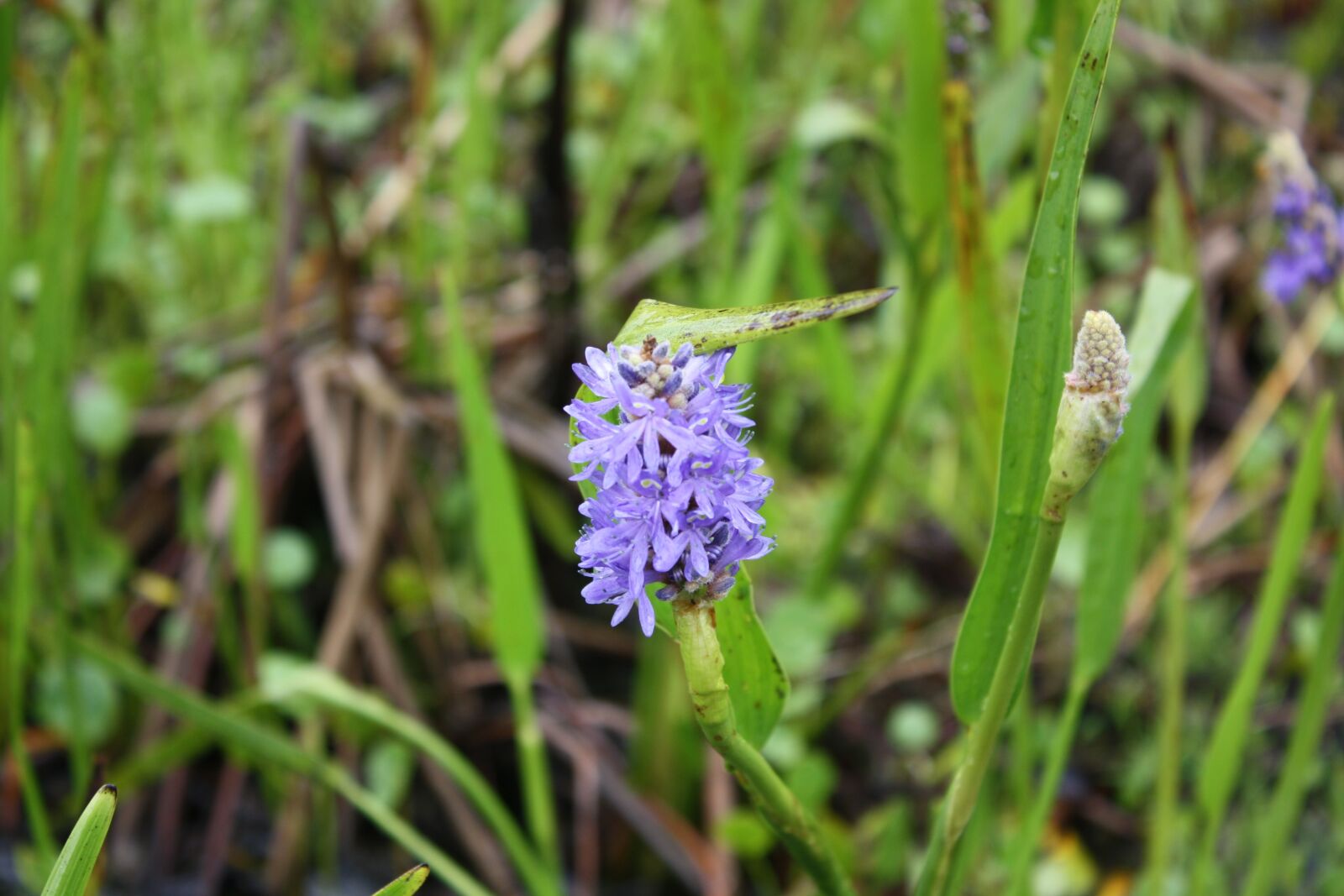 Canon EOS 1000D (EOS Digital Rebel XS / EOS Kiss F) sample photo. Nature, peaceful, green photography