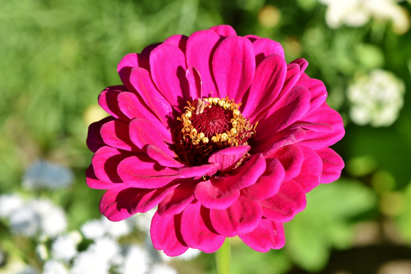Nikon D7200 sample photo. Zinnia, composites, blossom photography