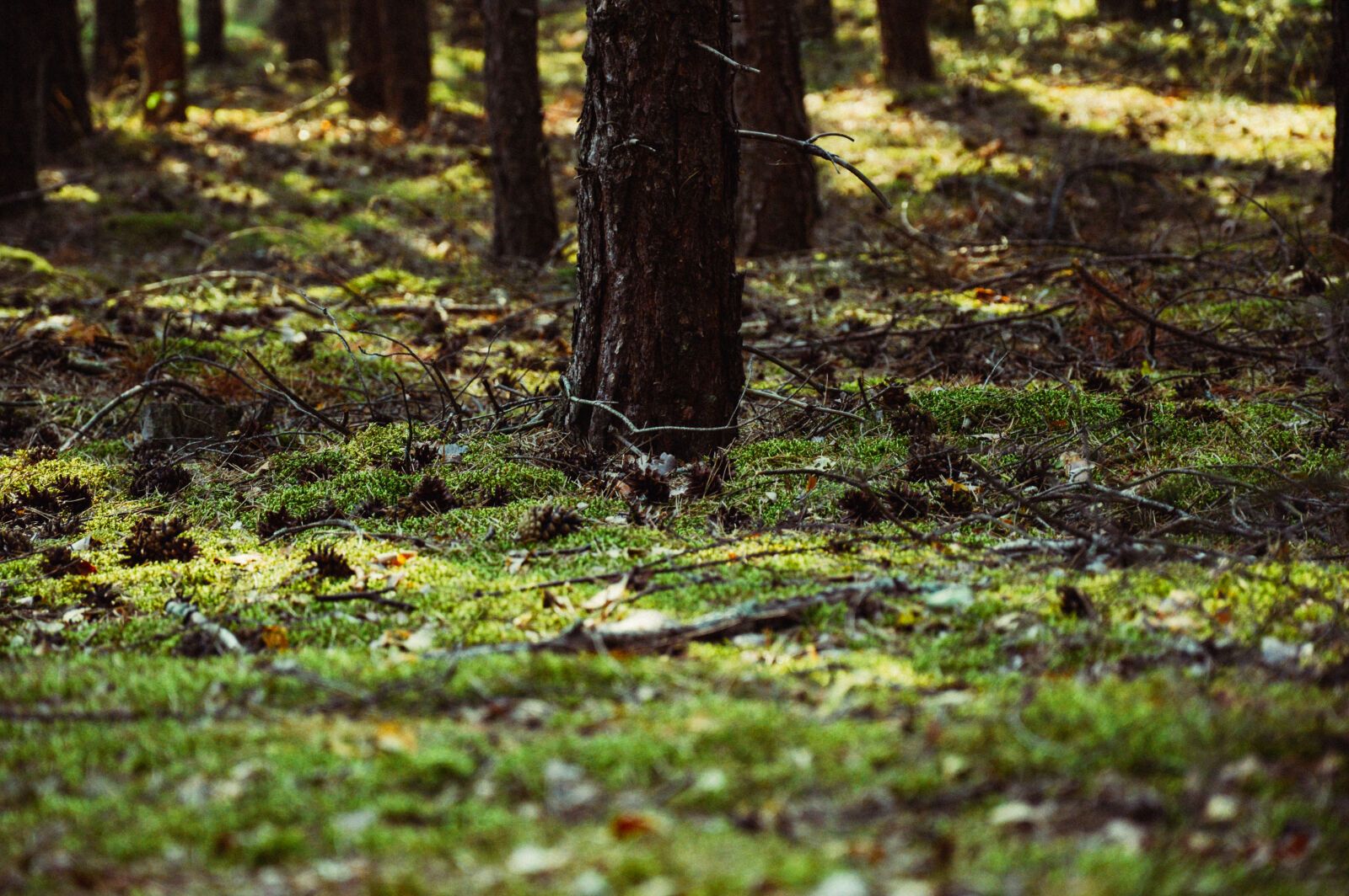 Nikon D3200 sample photo. Cones, forest, grass, green photography