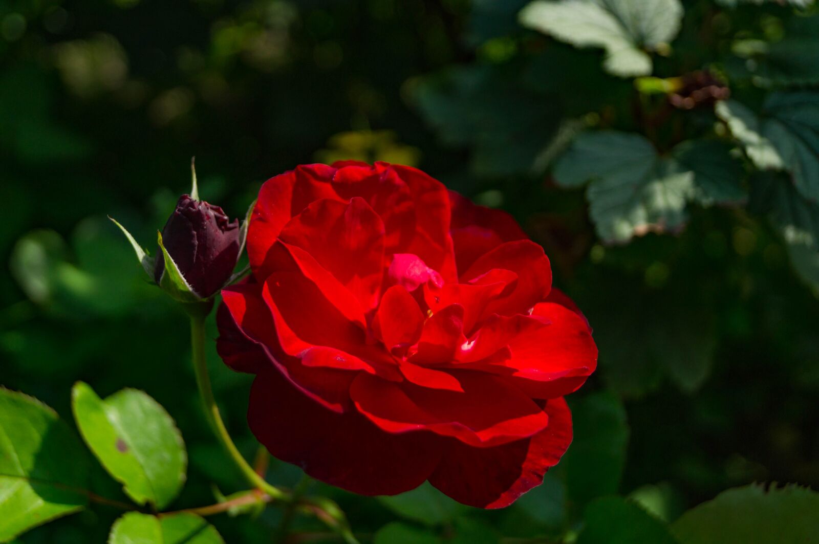 Sony SLT-A37 sample photo. Garden, flower, rose photography