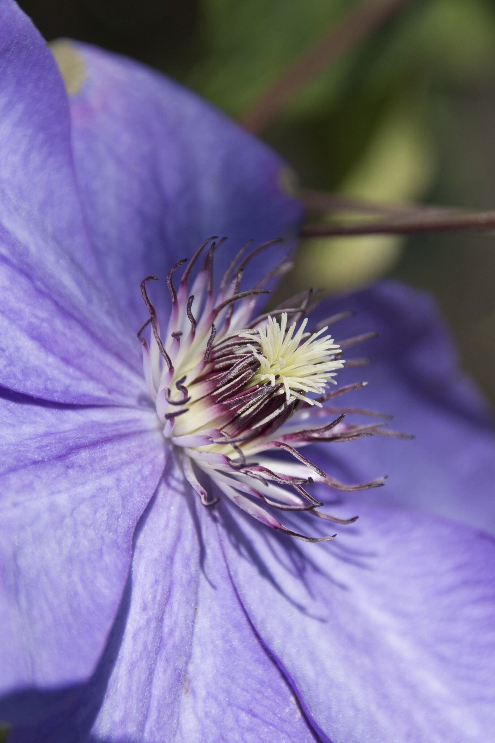 Nikon D3100 sample photo. Nature, summer, flower photography