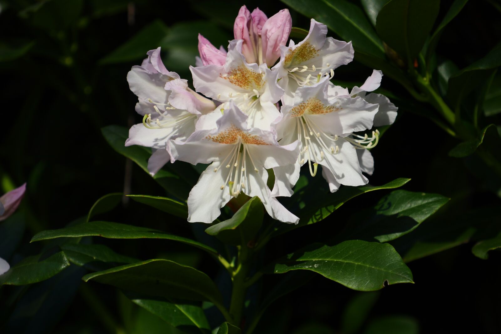 Canon EOS M5 sample photo. Flower, plant, nature photography