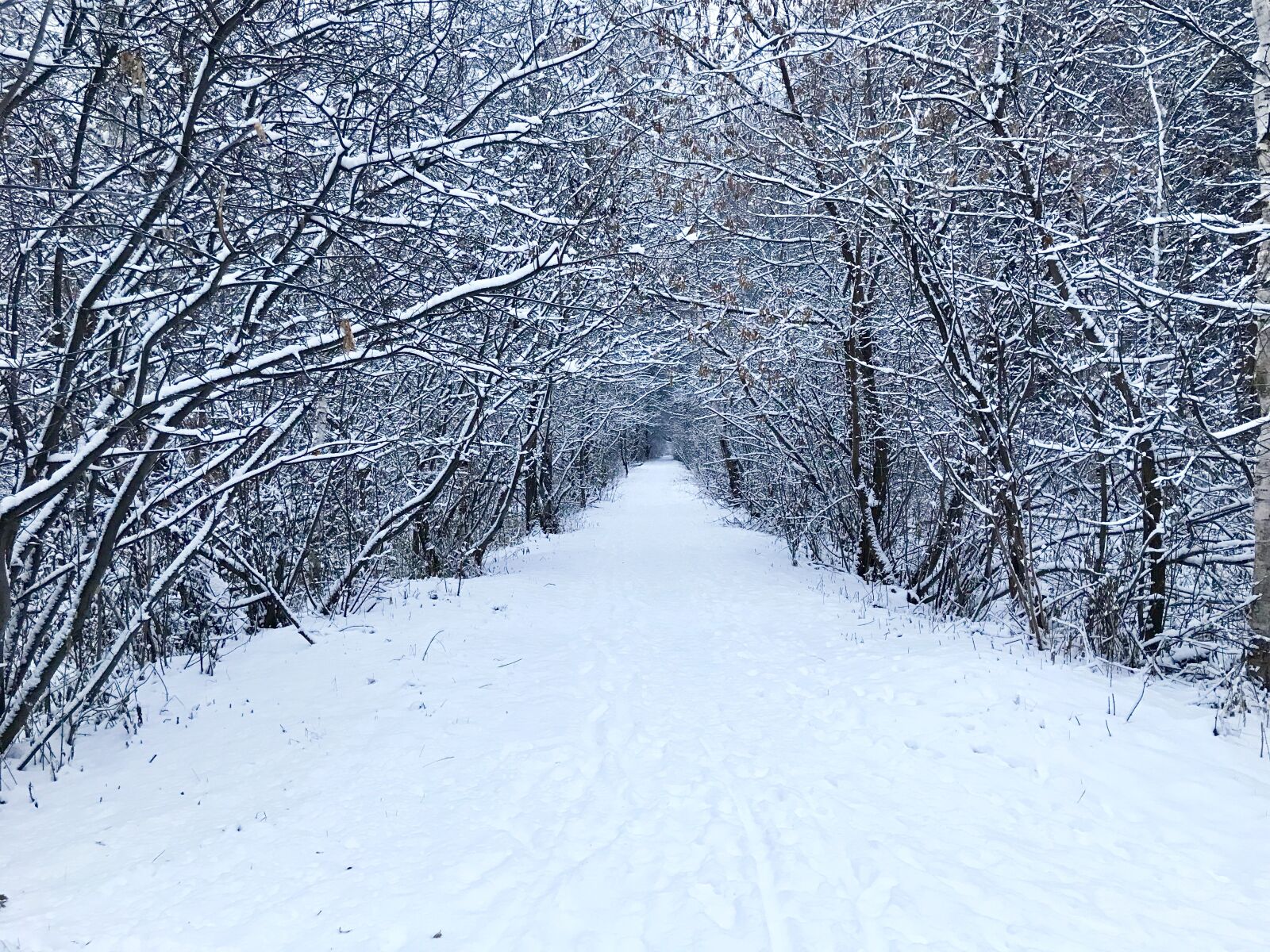 iPhone 7 Plus back dual camera 3.99mm f/1.8 sample photo. Winter, snow, coldly photography