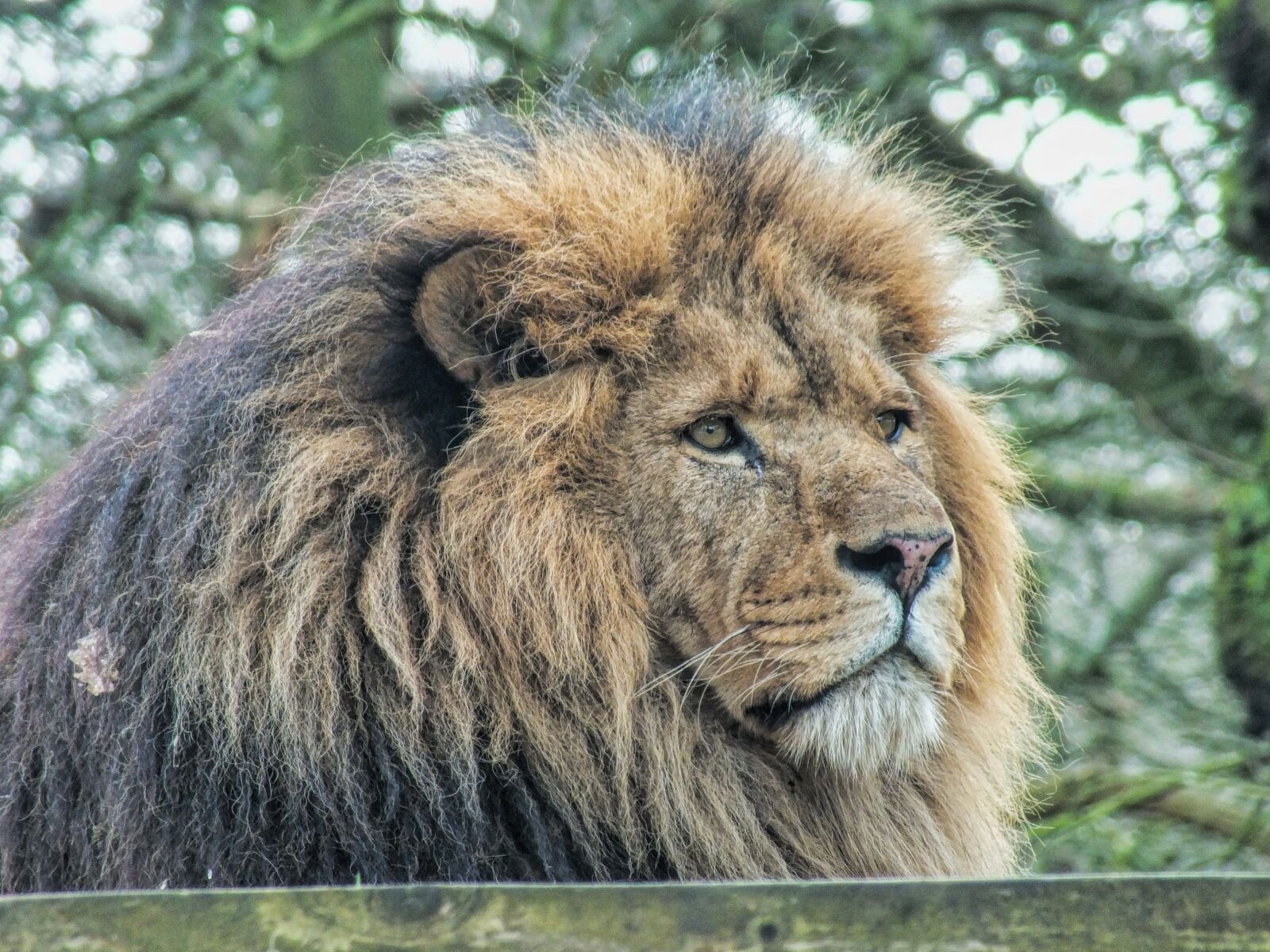 Fujifilm FinePix HS30EXR sample photo. Wildlife, mammal, lion photography