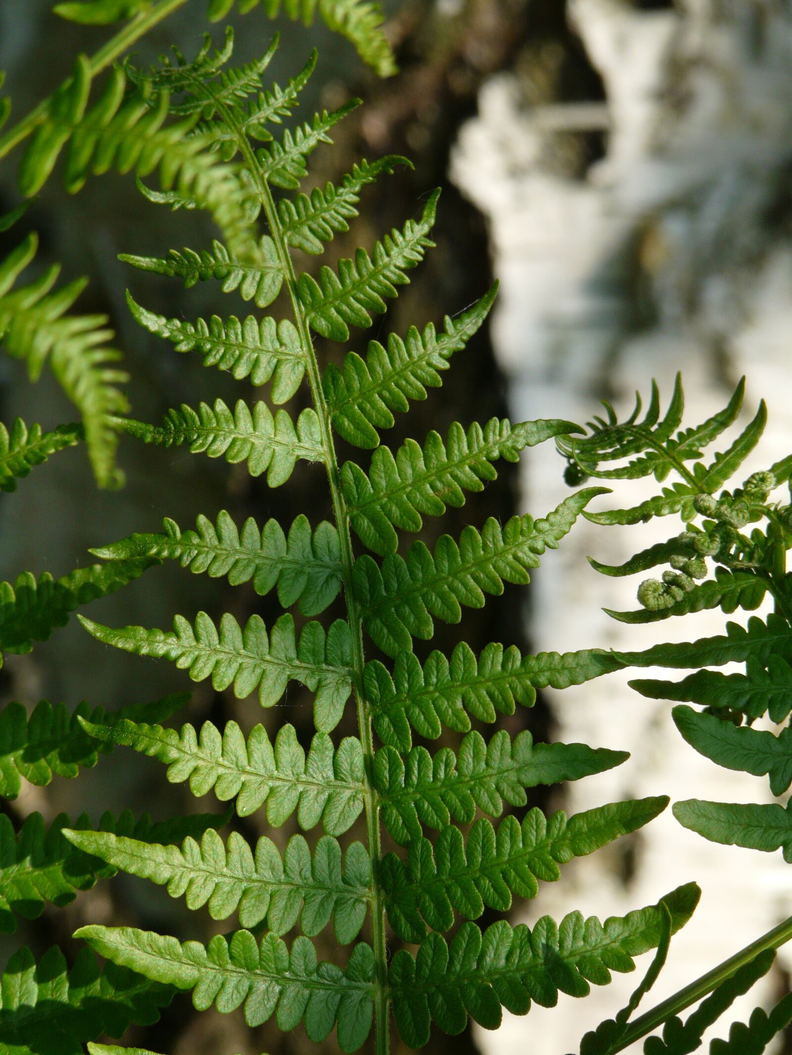 Panasonic DMC-FZ18 sample photo. Fern, bracken, leaf detail photography
