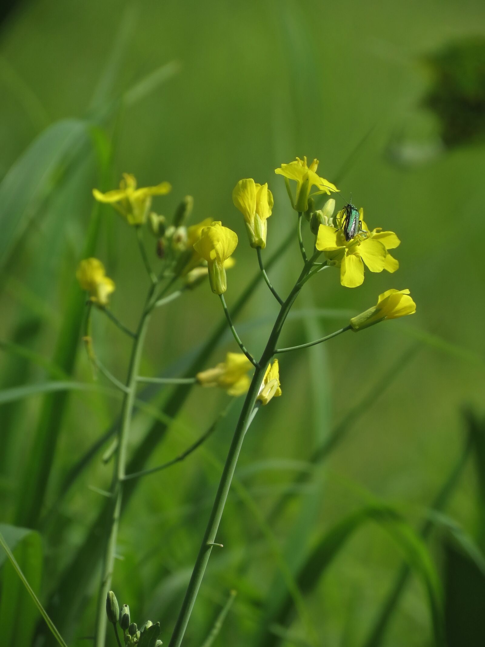 Canon PowerShot SX40 HS sample photo. Prato, nature, outdoors photography