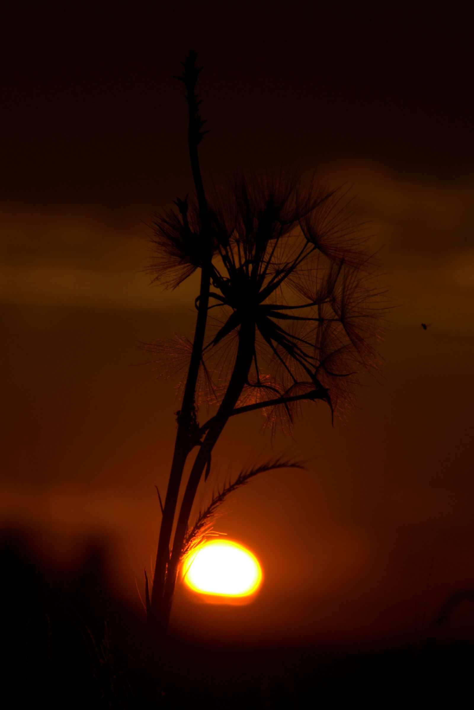 Canon EOS 700D (EOS Rebel T5i / EOS Kiss X7i) sample photo. Dandelion, sunset, drops photography