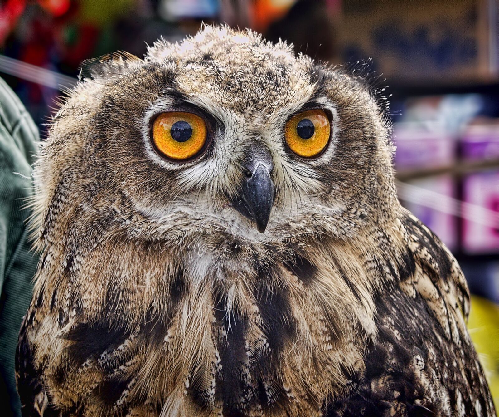 Olympus E-10 sample photo. Owl, eyes, animal photography