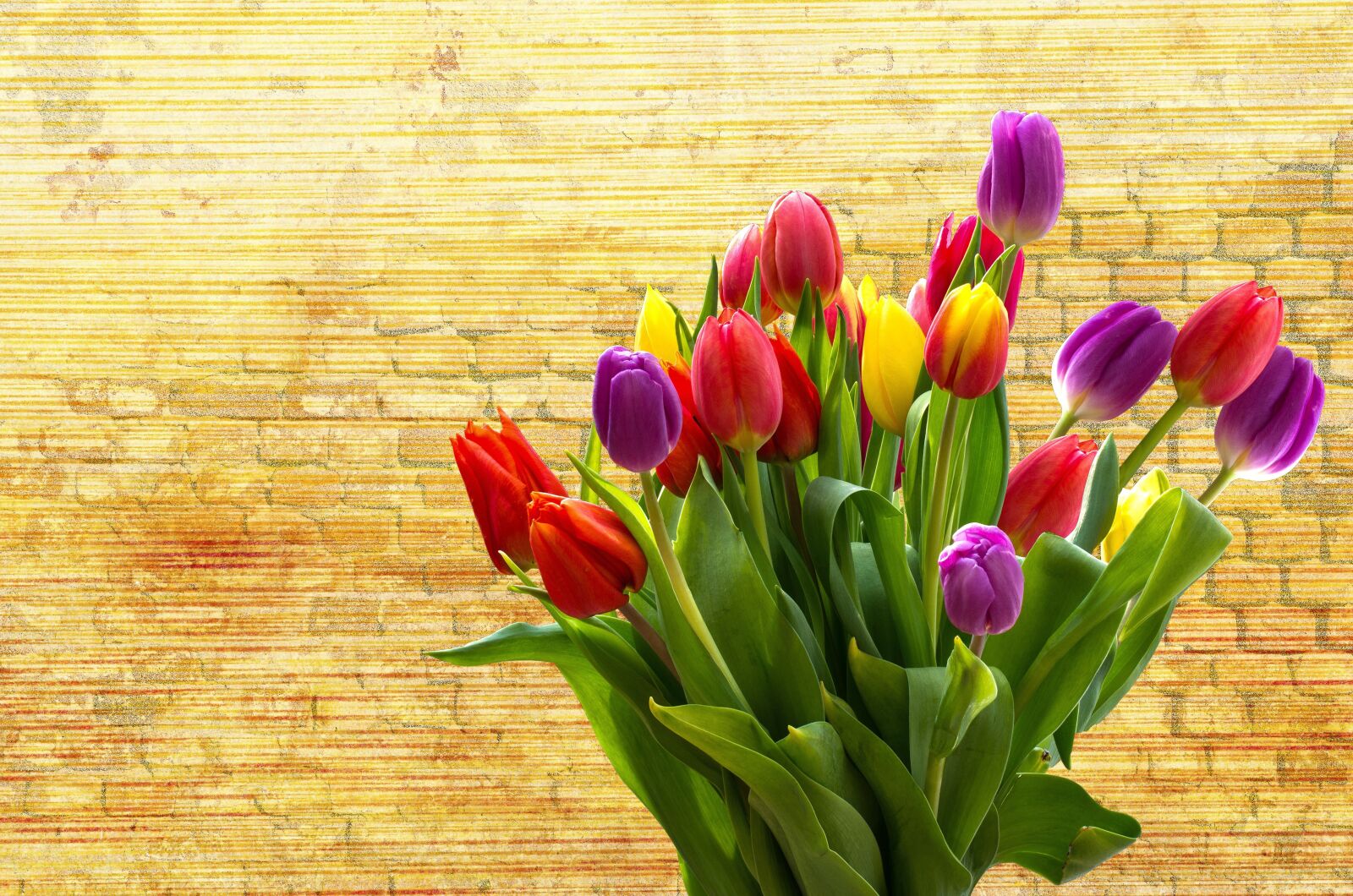Nikon D5100 sample photo. Tulip, nature, flower photography