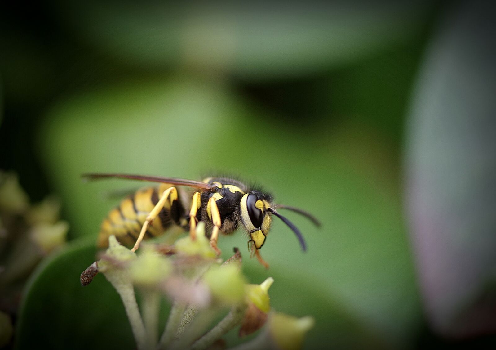 Pentax K-50 sample photo. Insect, nature, bee photography